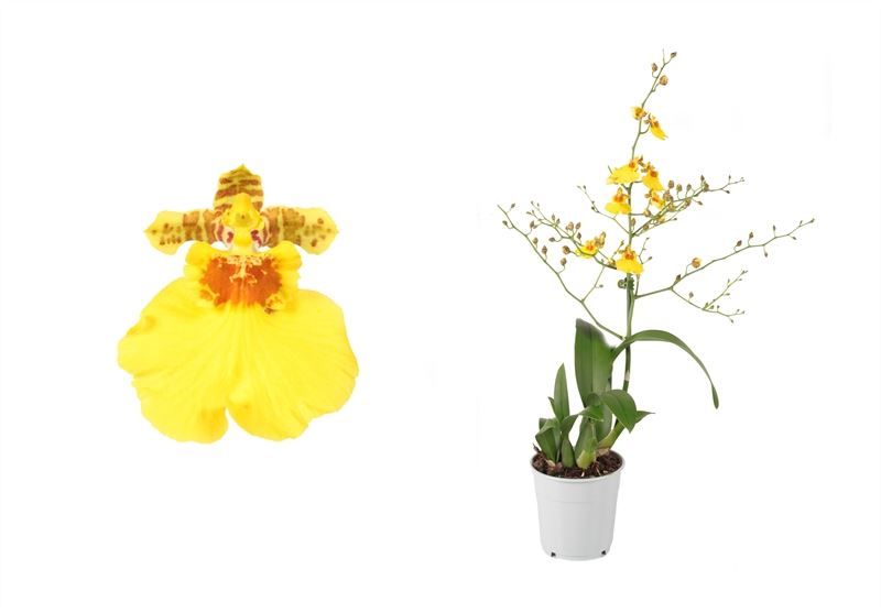Oncidium p12 Munsterland Stern 1T ( 4 lg/dc ), D 12 cm
