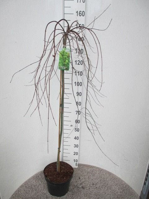 Acer palmatum 'Ryusen' 80st,P28, D 28