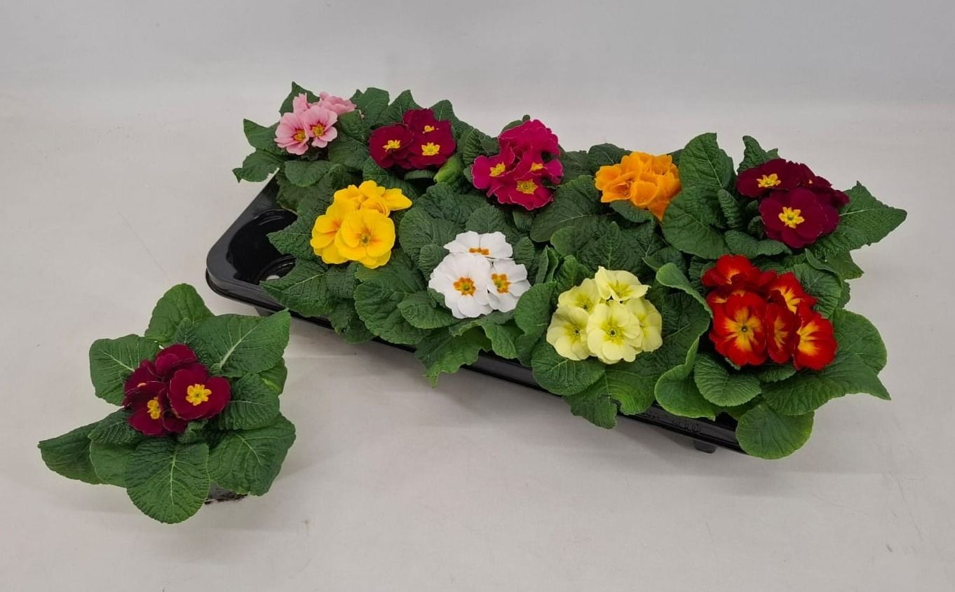 Primula acaulis Paradiso mix, D 10,5