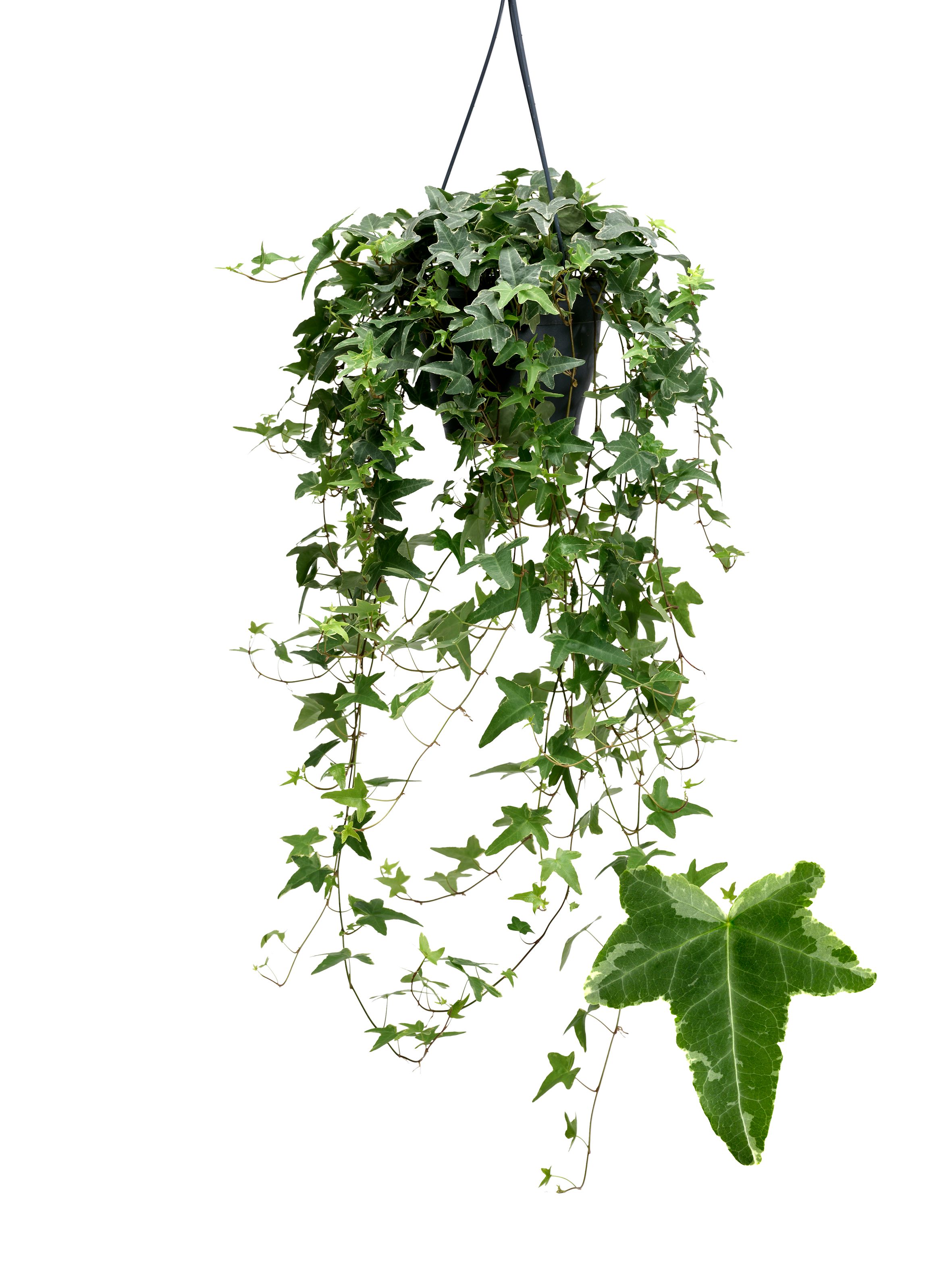 Mona Lisa 19cm, D 19