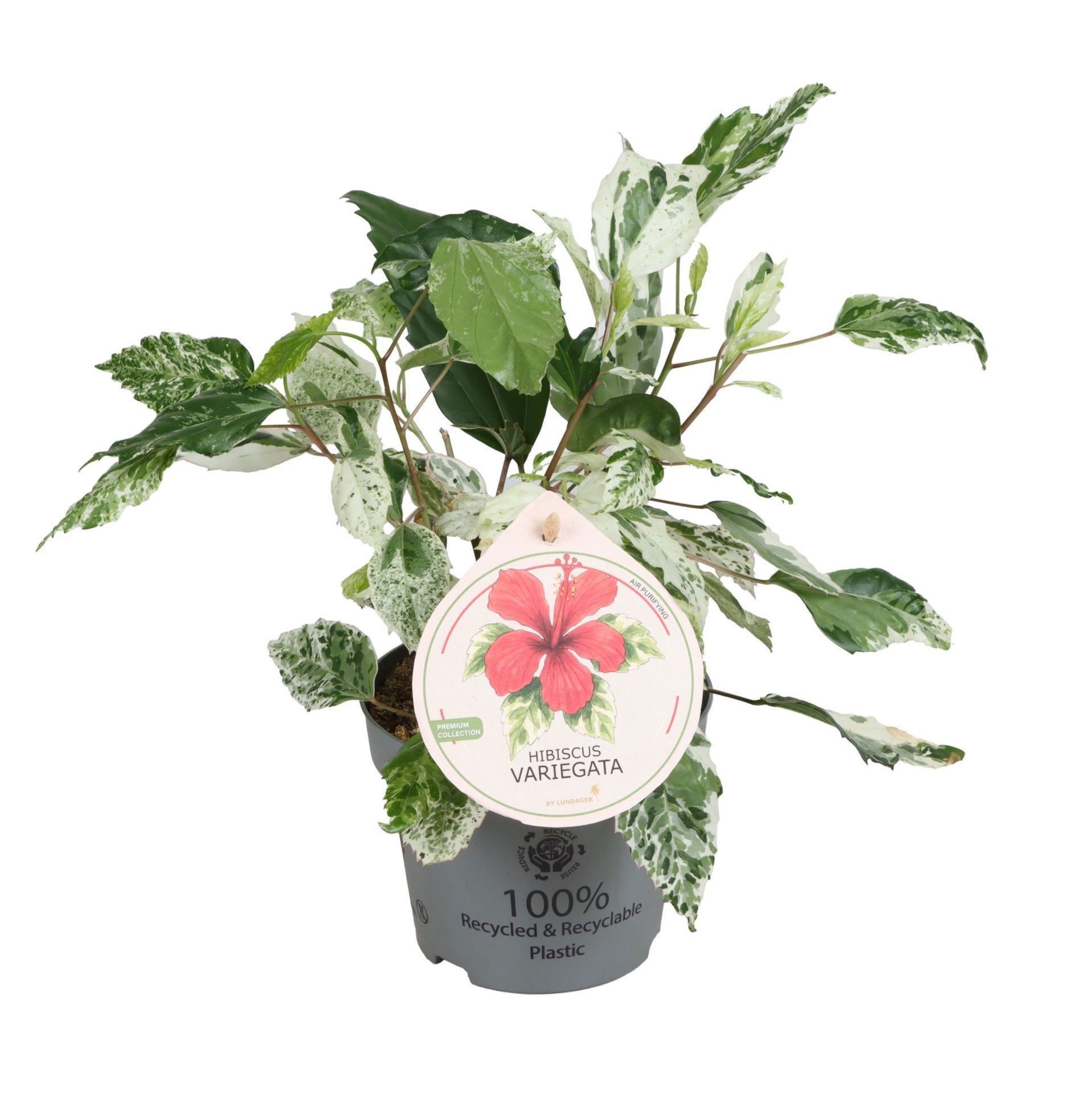 Hibiscus Variegata 12 cm, D 12