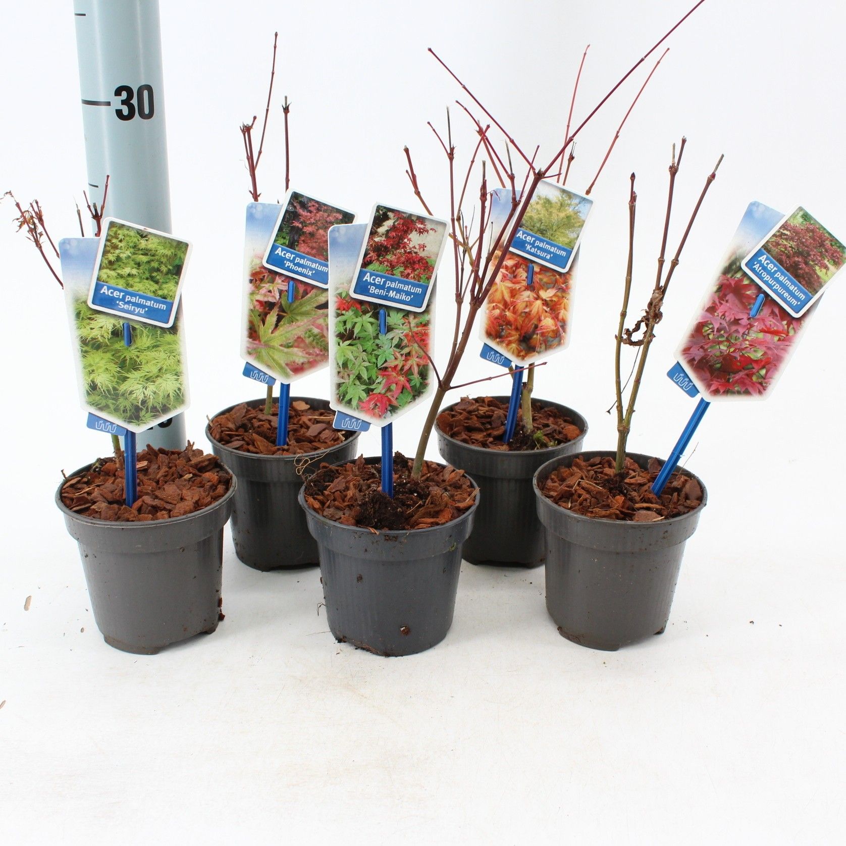 Acer palmatum Mix P10,5 (minimale order one layer), D 10,5