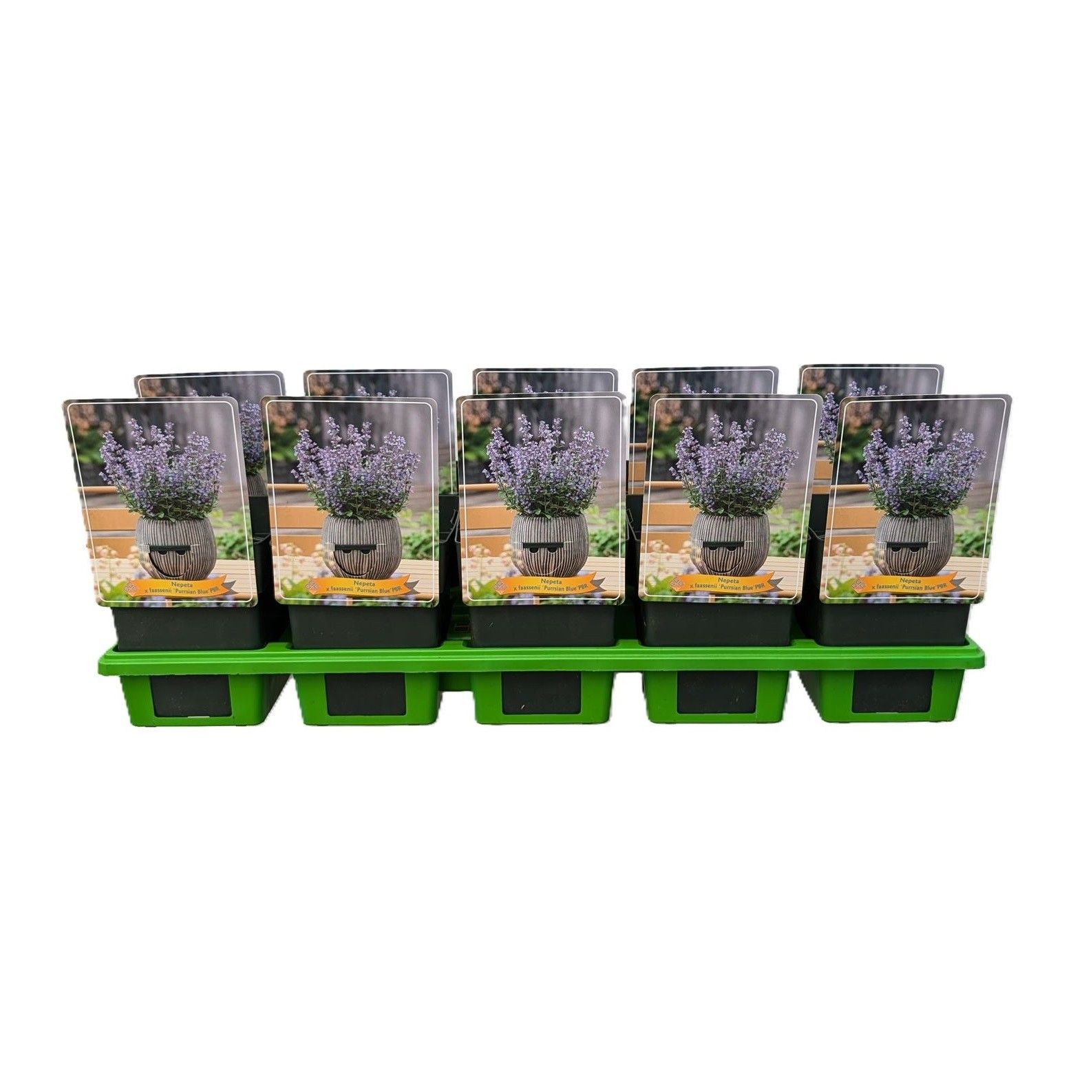 Nepeta 'Purrsian Blue' PBR P11, D 11