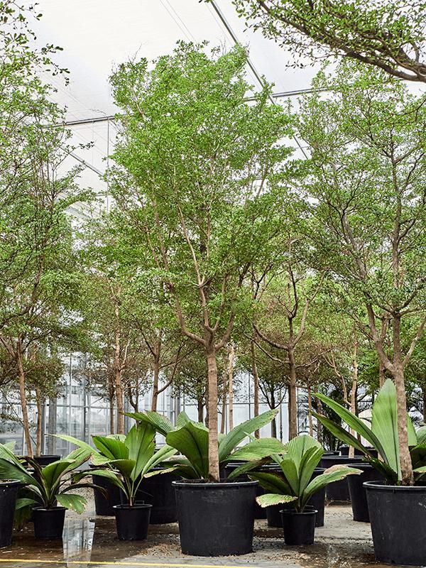 Bucida buceras 'Shady Lady' (500-600), D 140