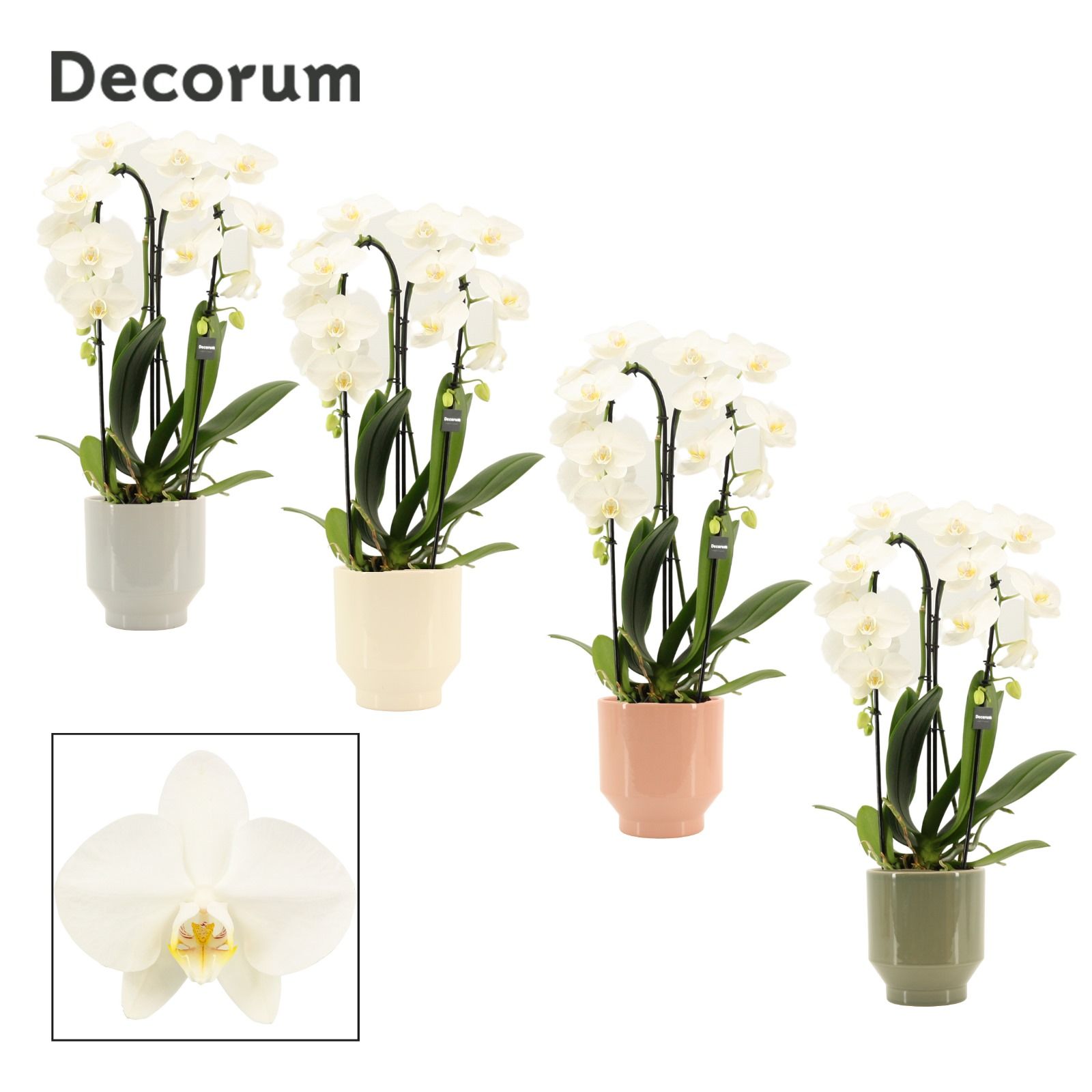 Phalaenopsis cascade 2 tak wit in Pato (Deco-collection), D 12