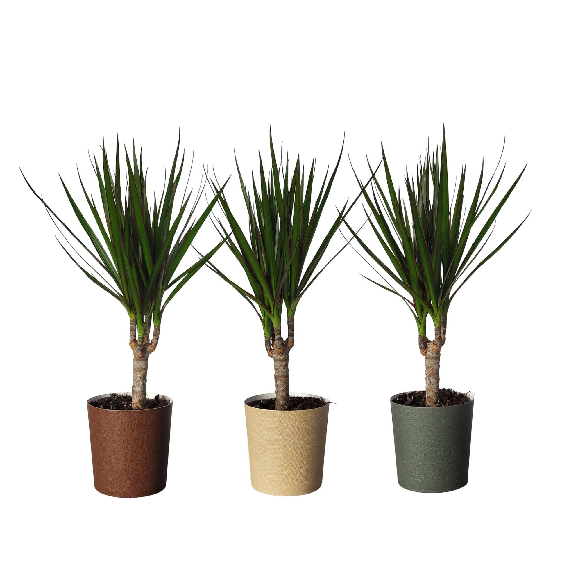Dracaena marginata in Paper Cup ´Down to earth´, D 10,5