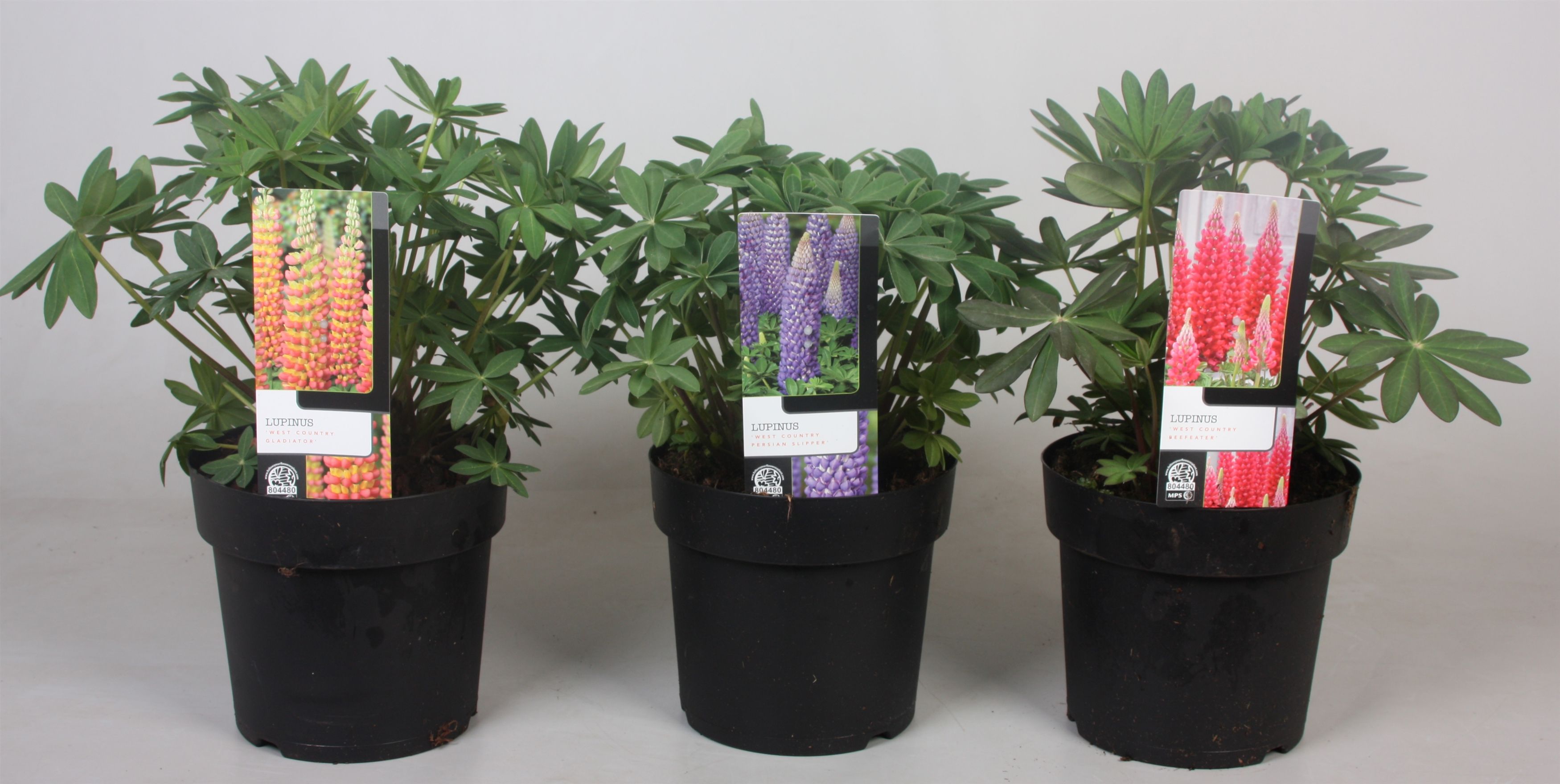 Lupinus 'West Country' Mix - 19 cm, D 19