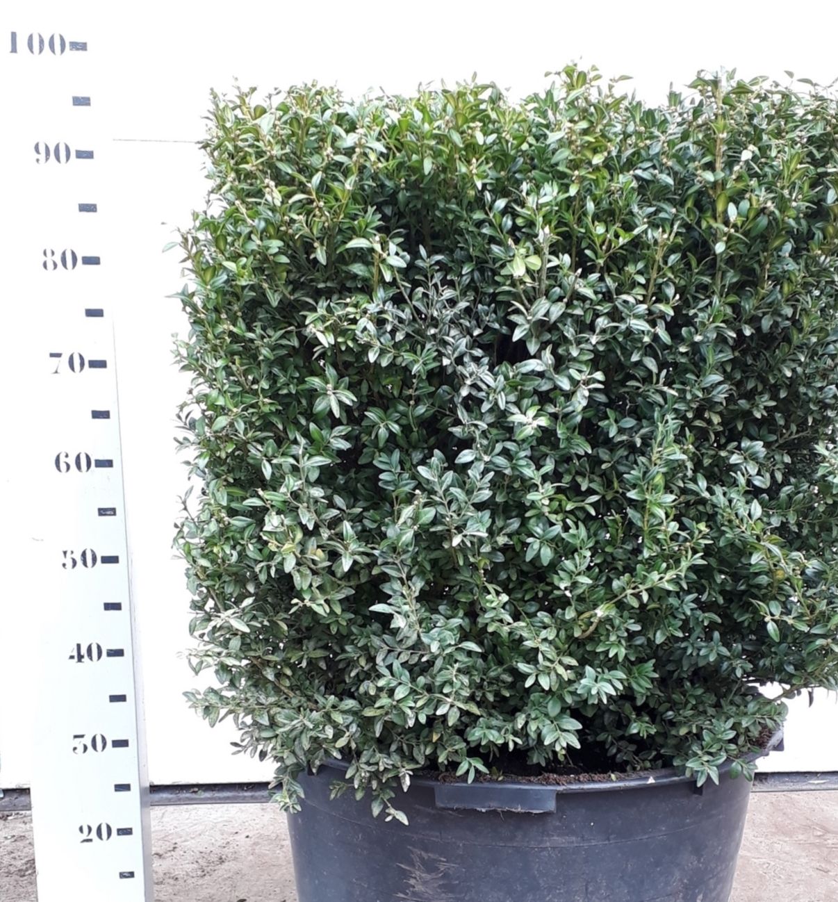 Buxus sempervirens kubus 60cm, D 55