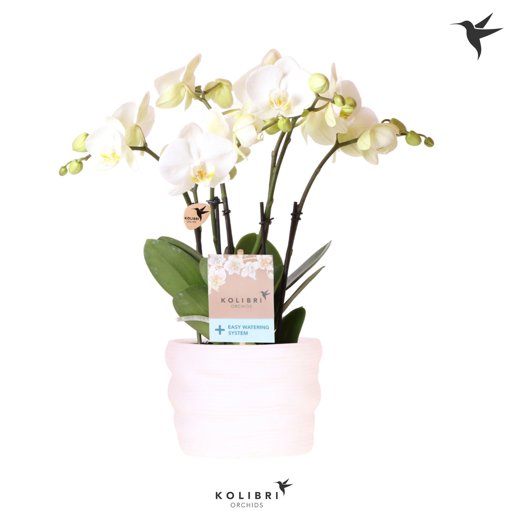 Kolibri Orchids Phalaenopsis Jewel Ghent 4 spike in pot white with easy watering system, D 12
