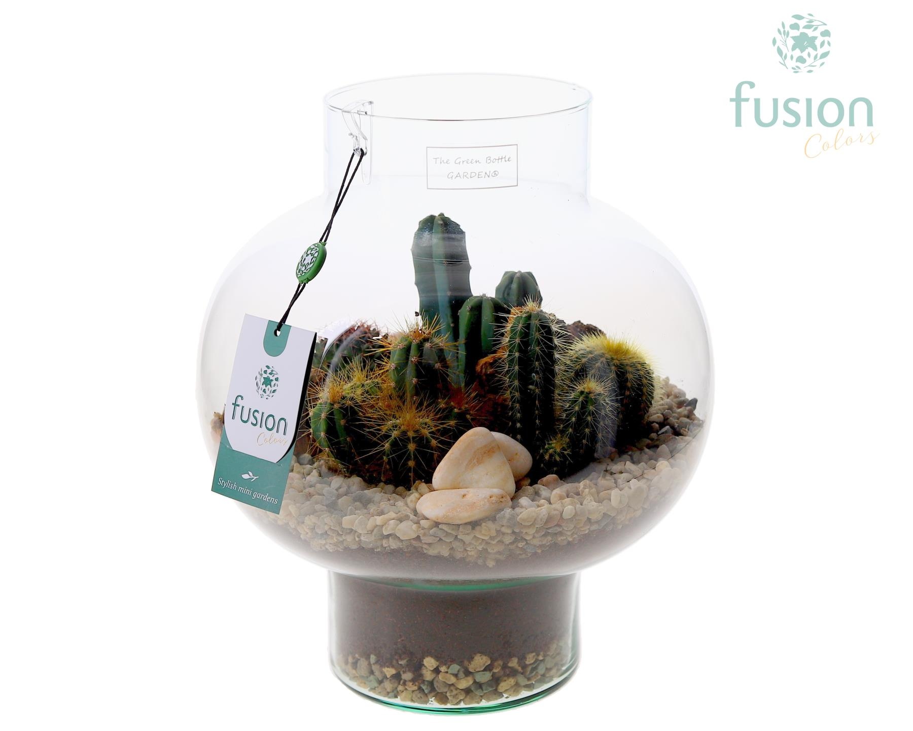 Green Bottle Laura Medium met Cactussen arrangement, D 26