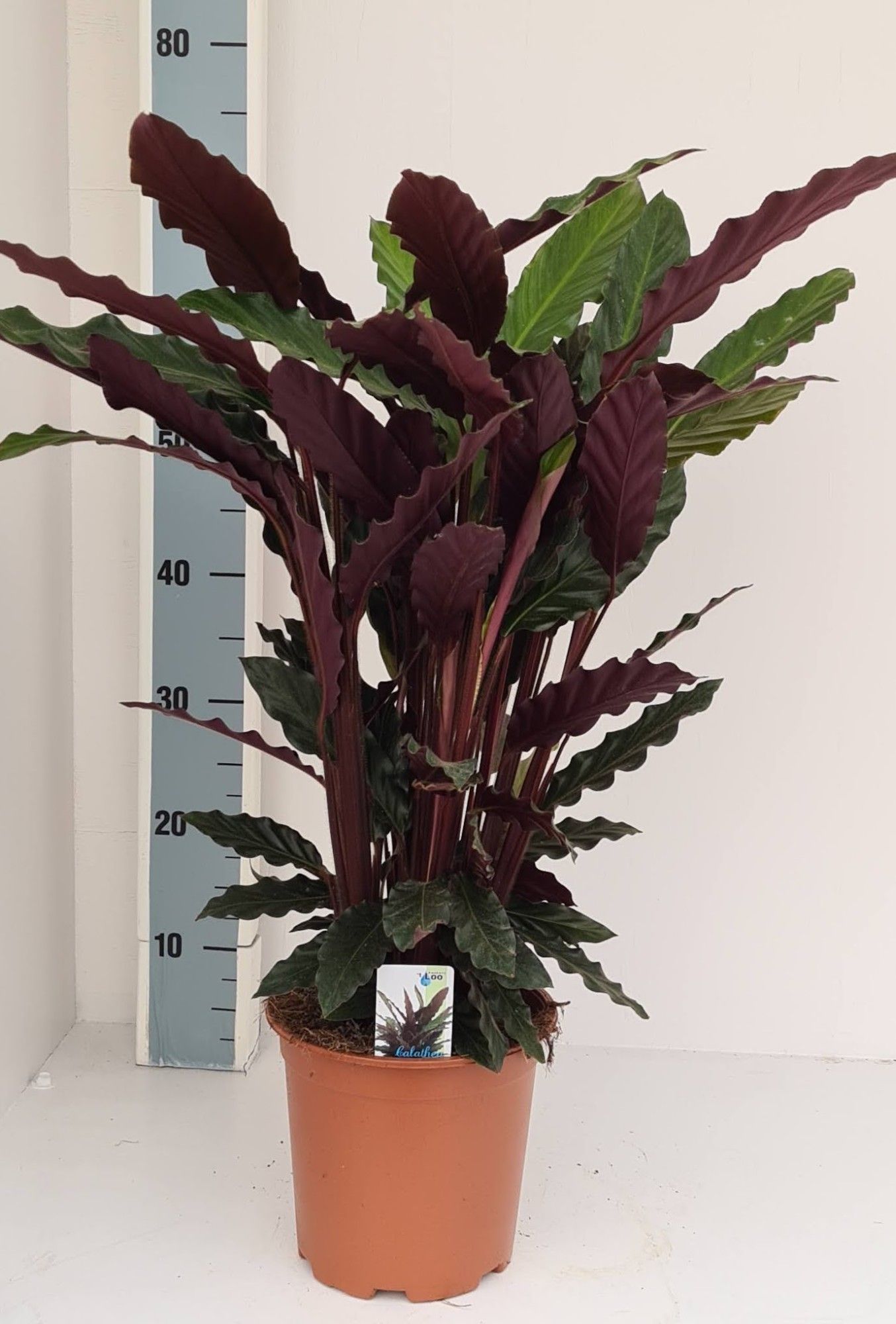 Calathea rufibarba, D 19