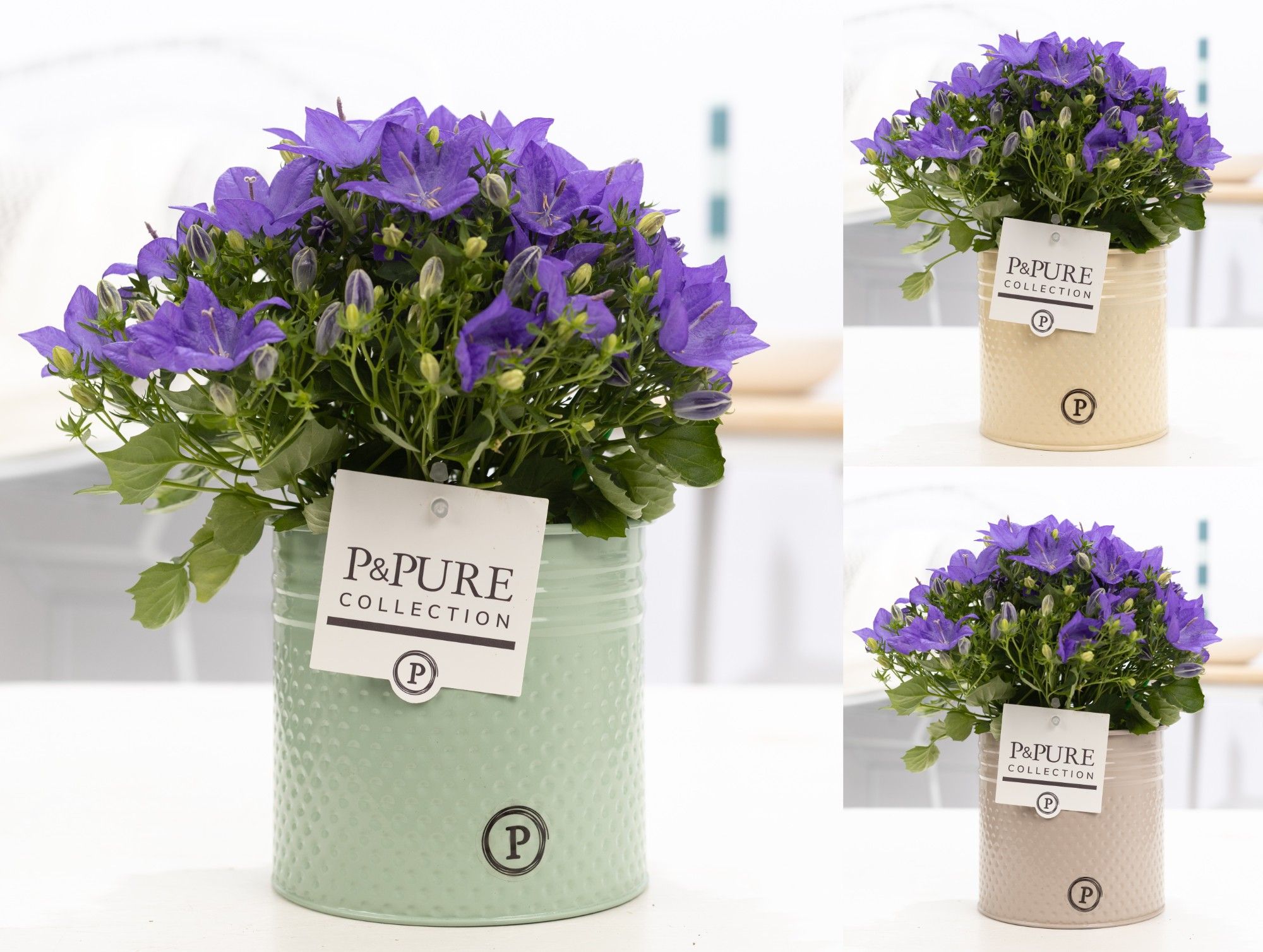 Campanula 'Napoli' Pure Zinc Louise, D 14