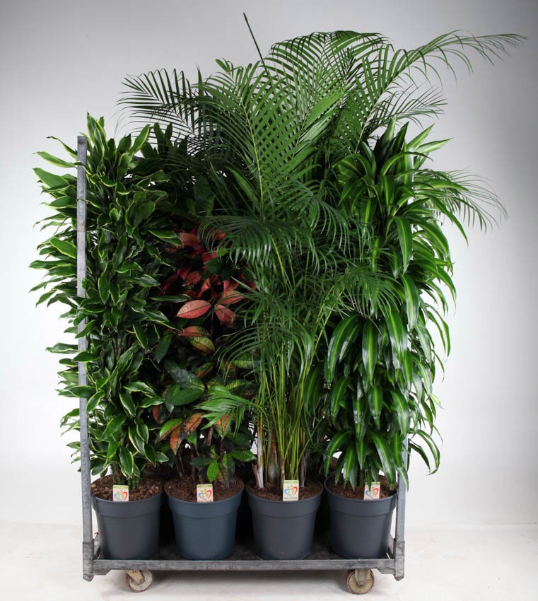 Mix Winter Promo 13, D 34