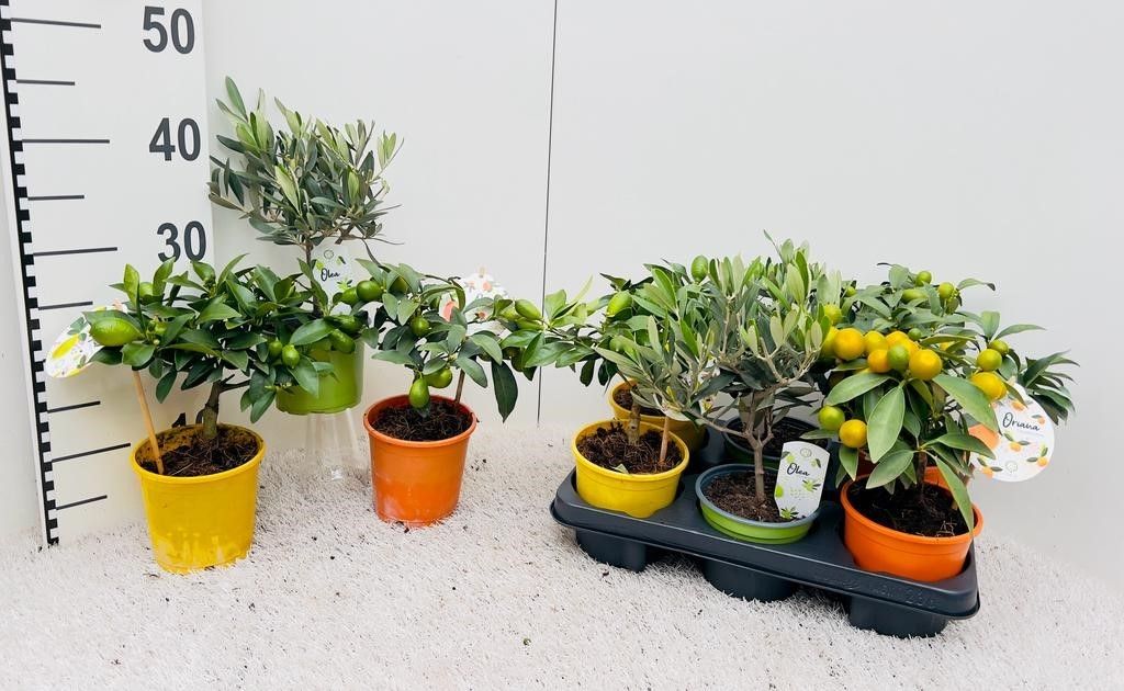 Algarve Mix Citrus & Olea mini-stem, D 12