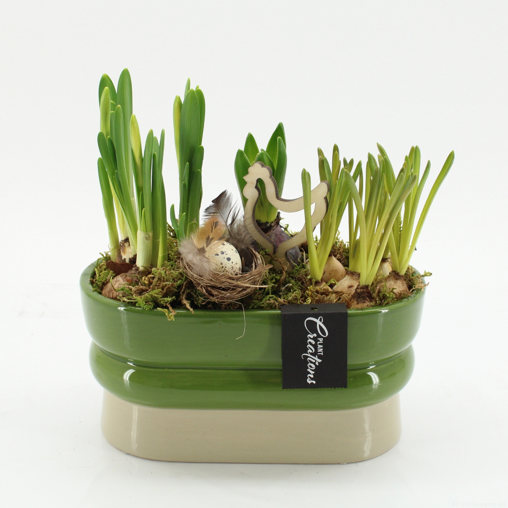 PNCR-2644 Paas narcis creatie, D 23