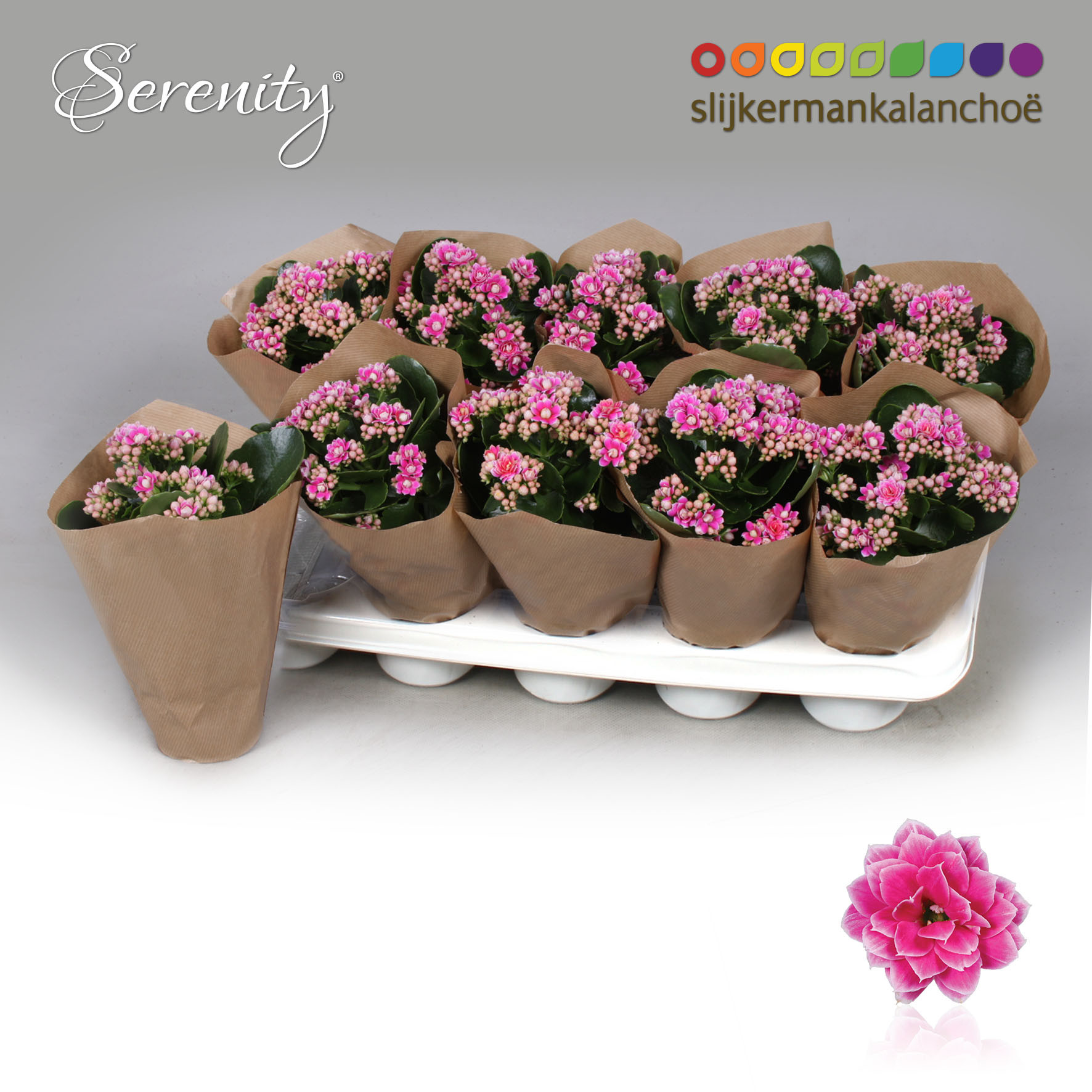 Kalanchoe Papersleeve - Serenity Purple White, D 10,5