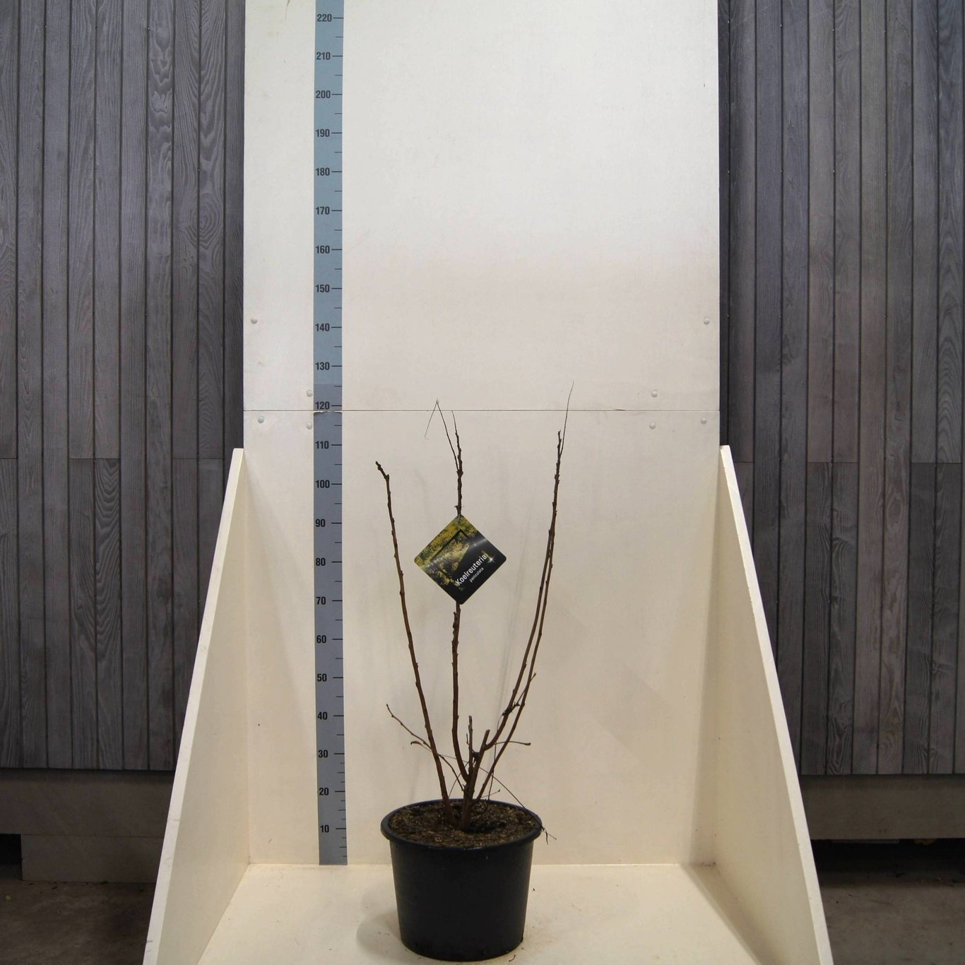 Koelreuteria paniculata, D 40