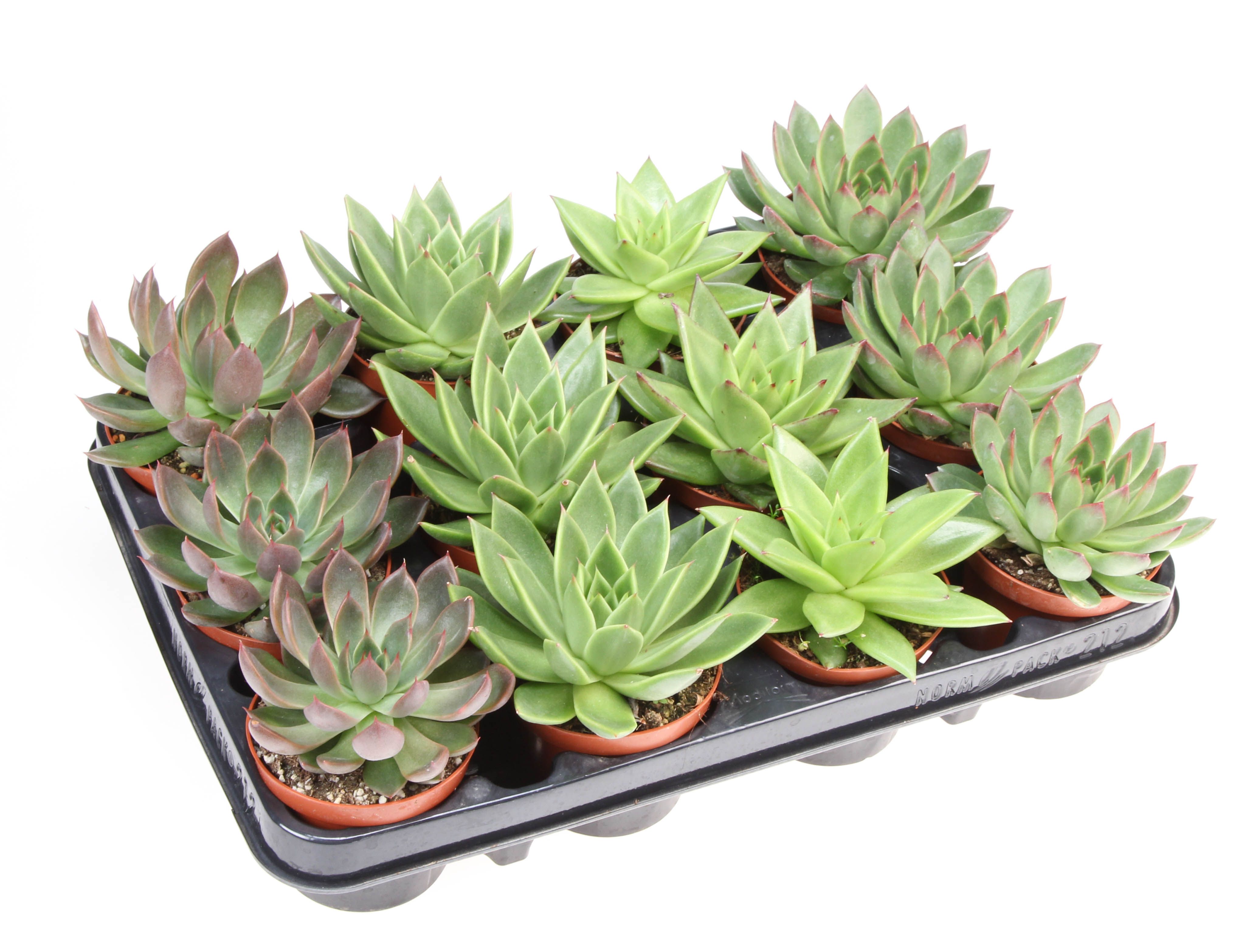 Echeveria agavoides mix, D 8,5