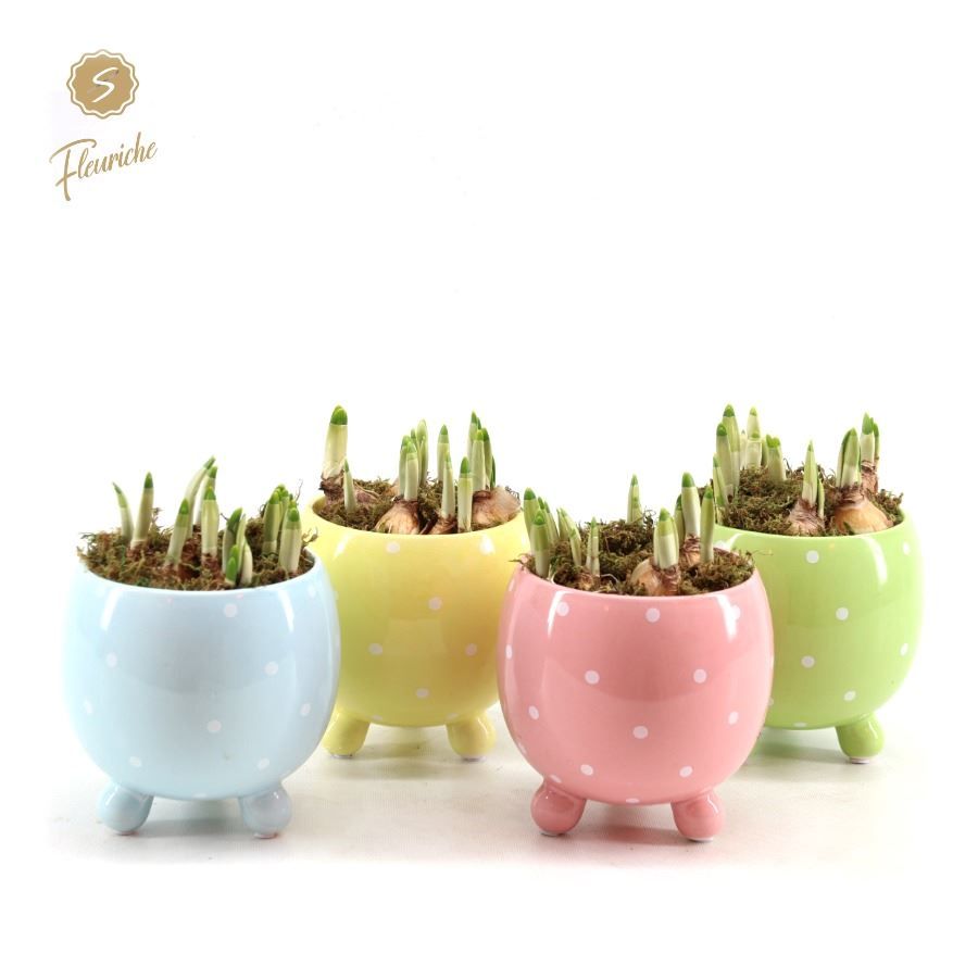 (3412) Narcissus Dotted Spring Pot [L] Mos, D 12