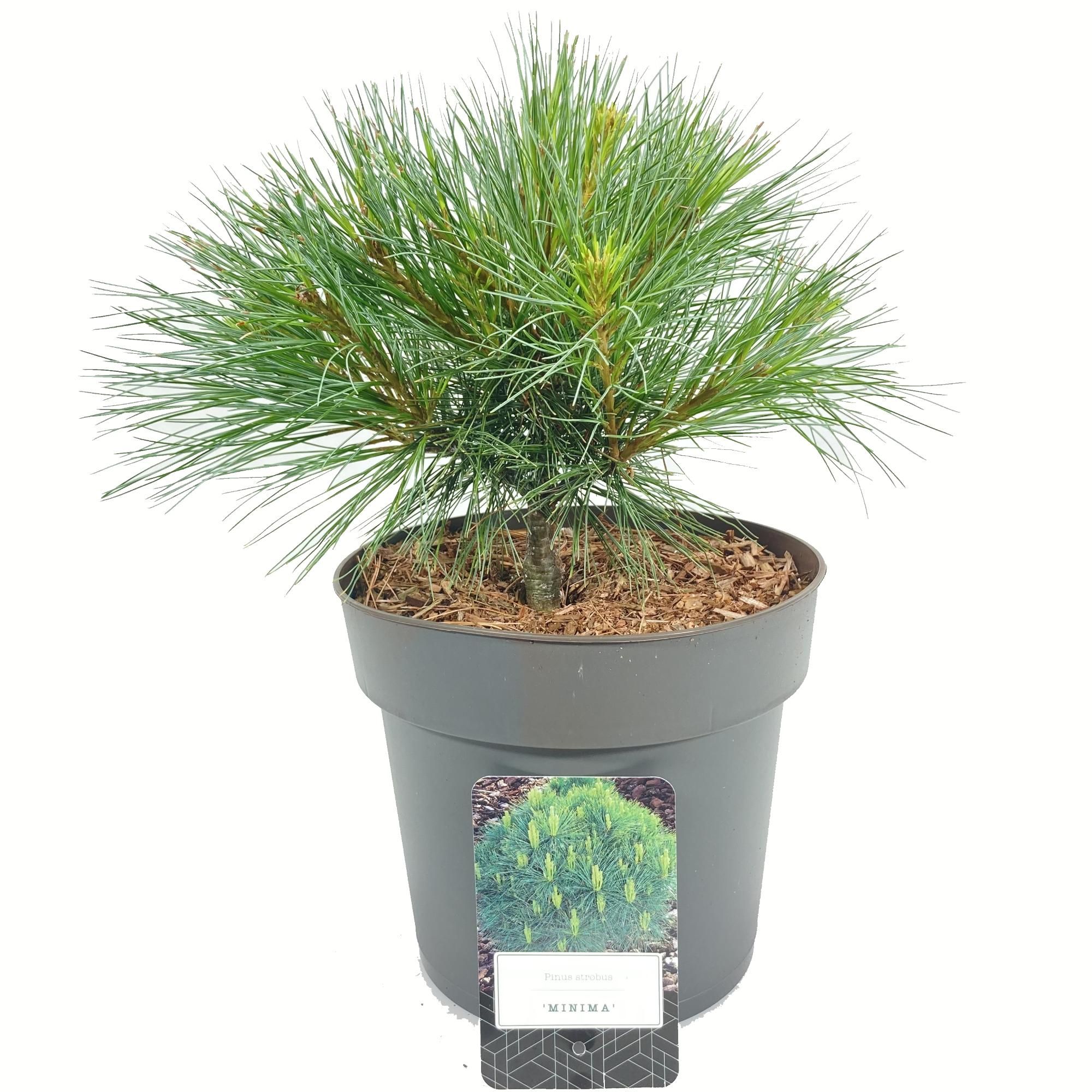 Pinus strobus 'Minima', D 22