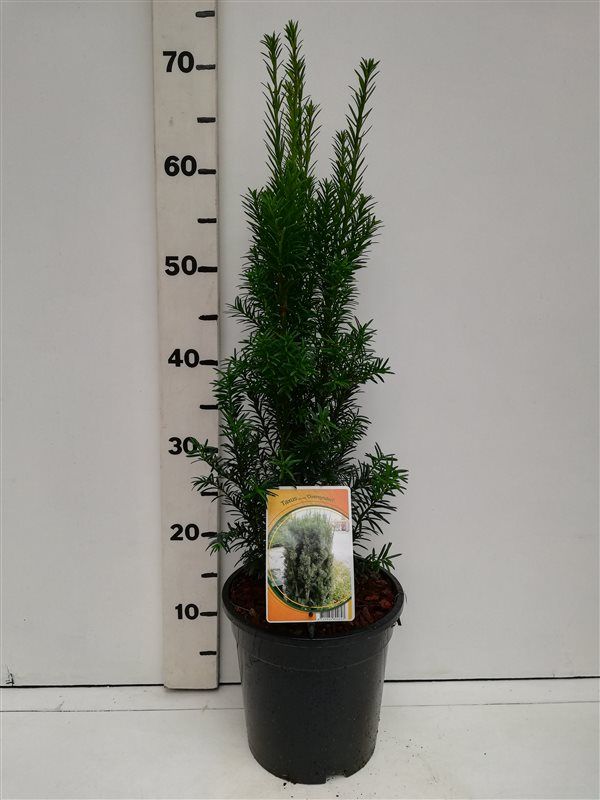 Taxus bacc. 'Overeynderi', D 19