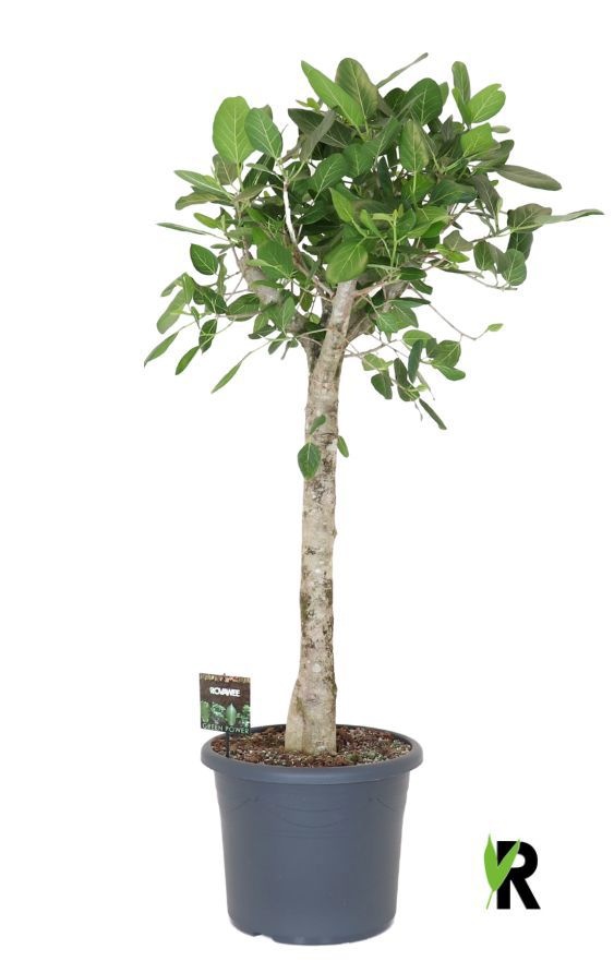 Ficus bengh. Audrey op stam, D 48