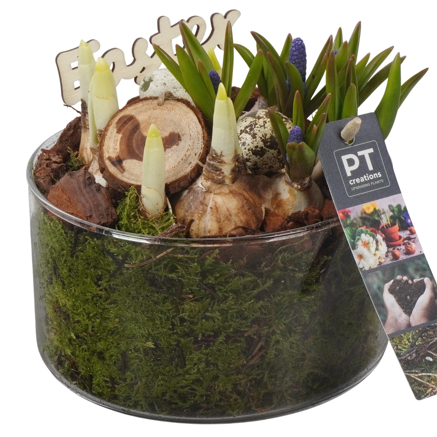 PTBMP5750 Arrangement Easter Bulbs Mix in glas schaal, D 14