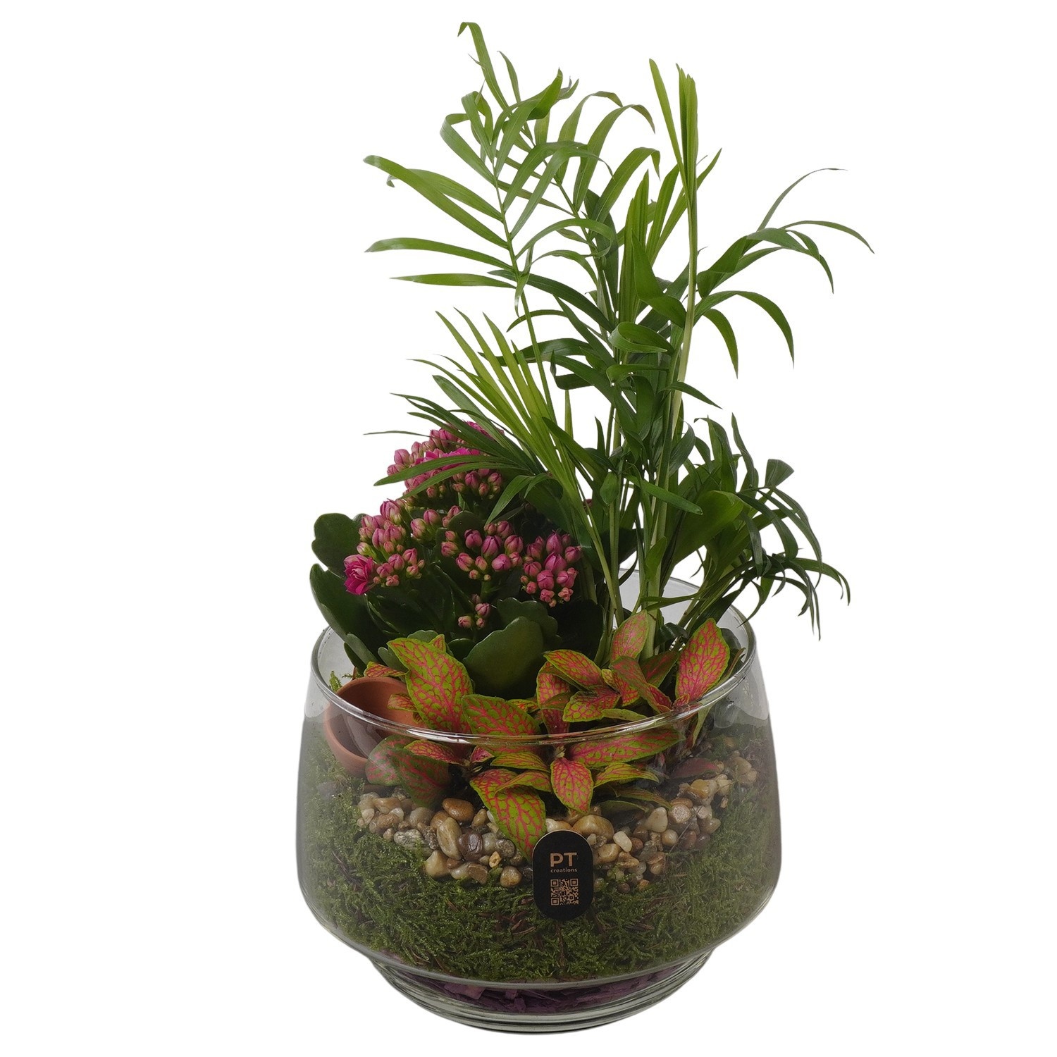 PTIG2648 Arrangement Indoor in glas schaal, D 17