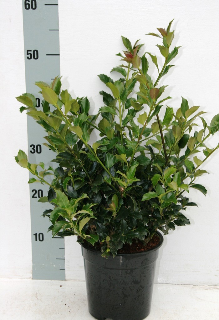 Ilex mes. 'Blue Maid', D 19