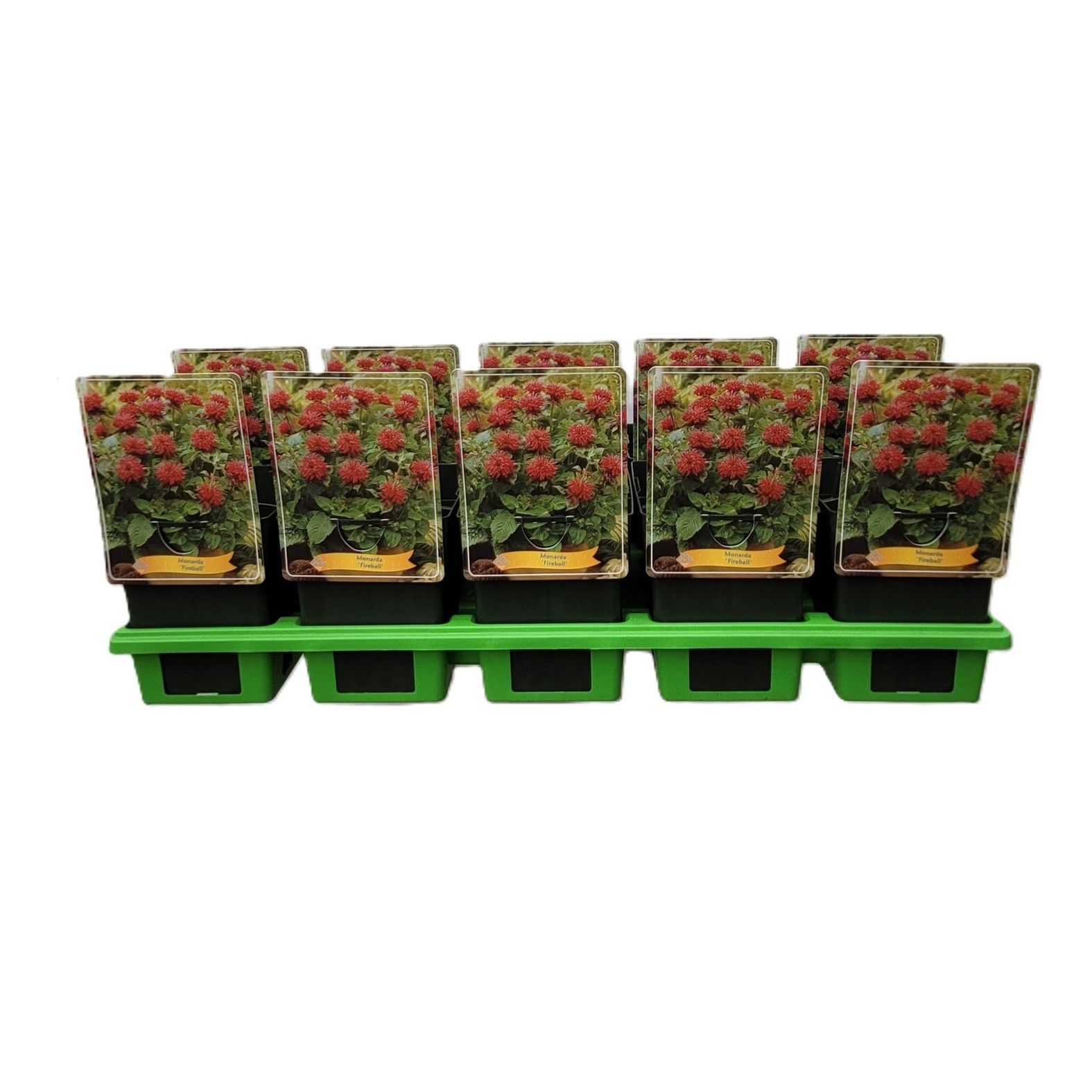 Monarda 'Fireball' P11, D 11