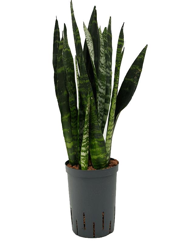 Sansevieria trifasciata 'Black Coral', D 15