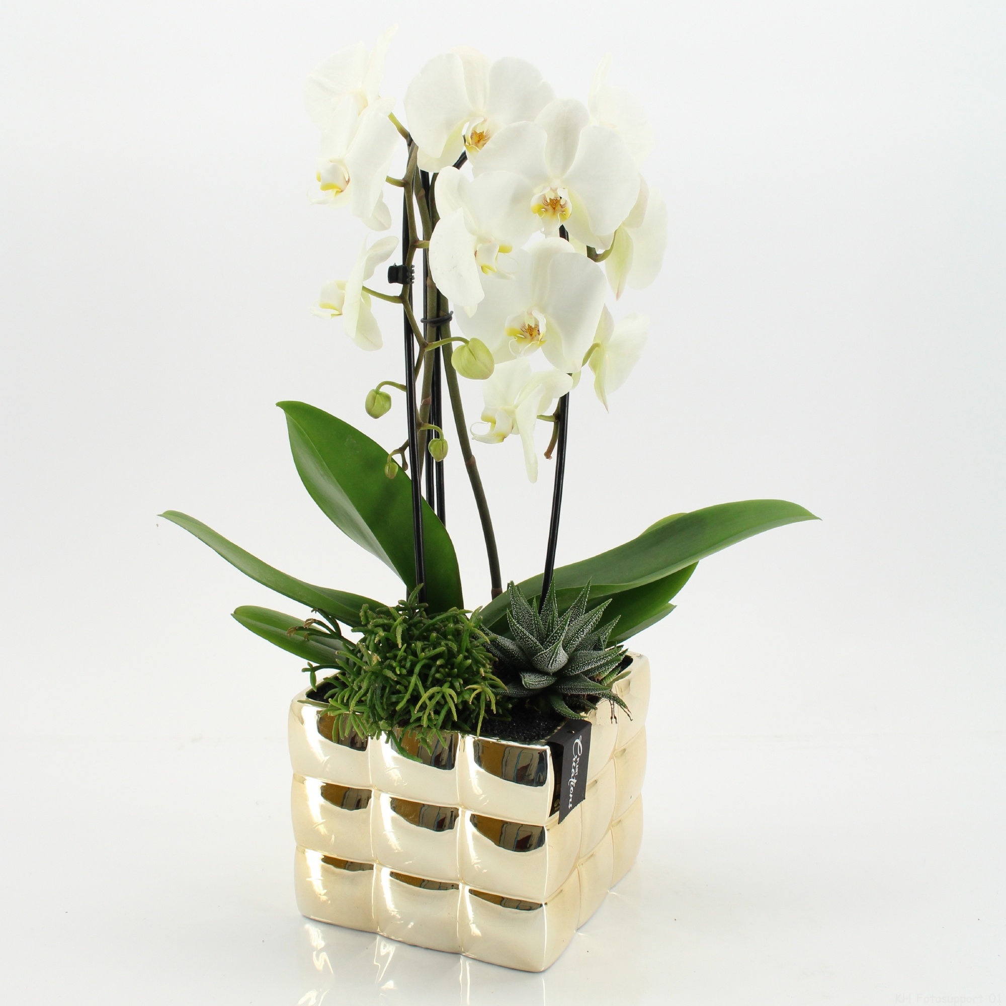 LICR-2616W Limited Edition Phalaenopsis, D 18