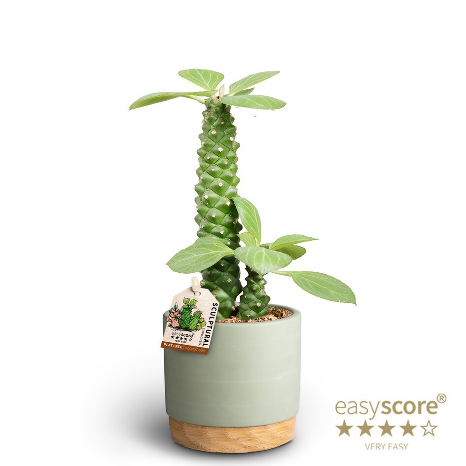 EUPHORBIA RITCHIEI 40917586 WB Green Ritchiei, D 10