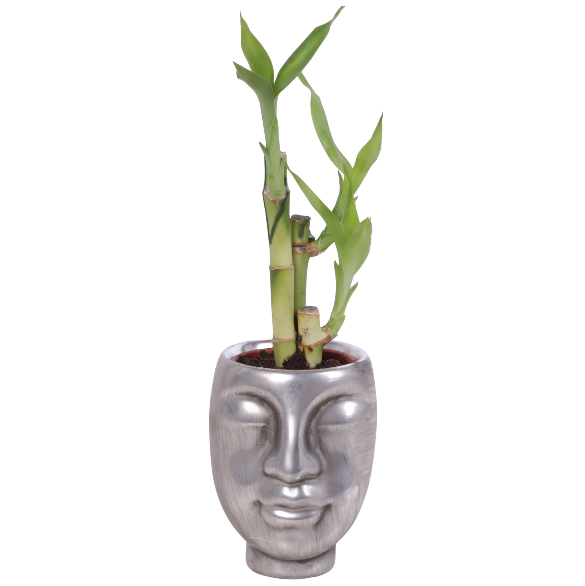 Lucky Bamboo Toef in Ceramic Face Pot Silver Ø09cm, D 9