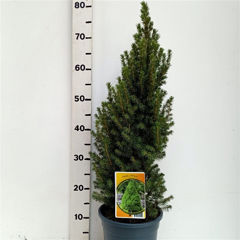 Picea glauca Perfecta, D 19
