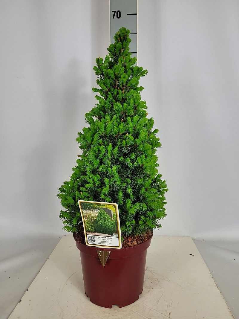 Picea glauca 'Conica' C3 30-40, D 19