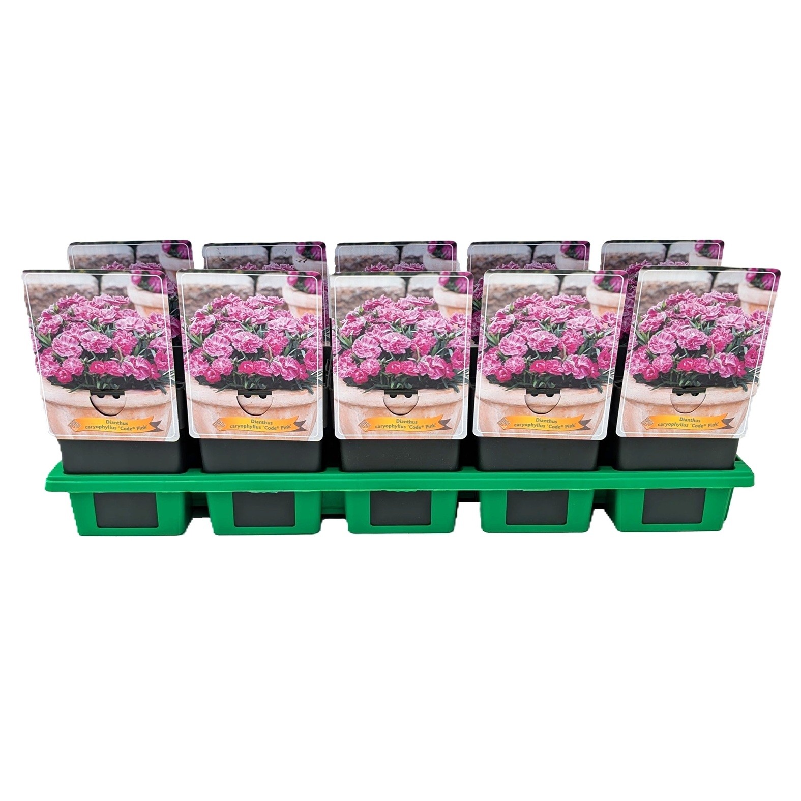 Dianthus caryophyllus Code ® 'Pink' P11, D 11