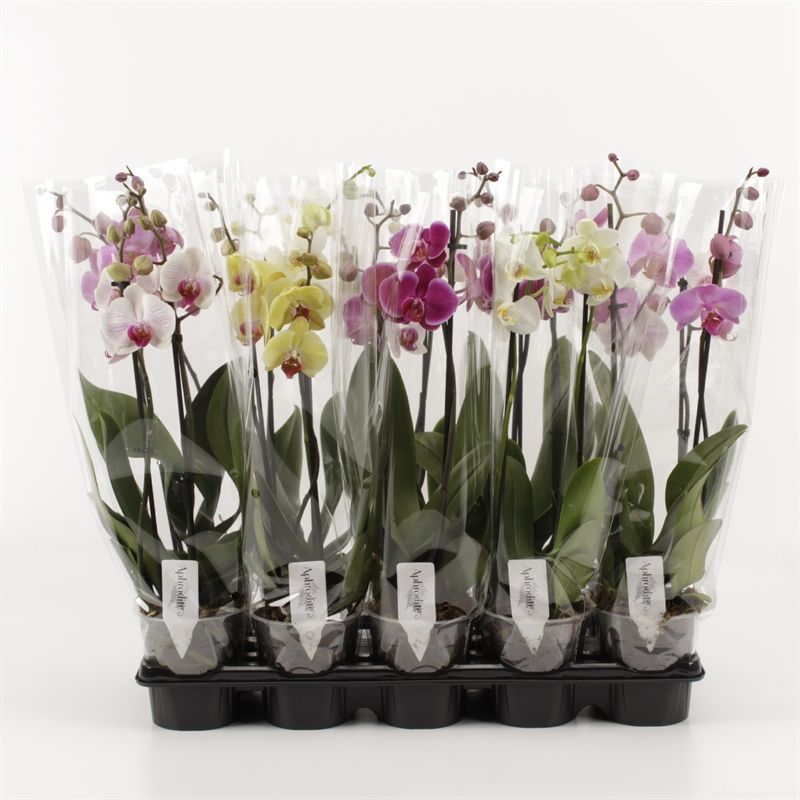 Phalaenopsis gemengd 2 Tak Mix Compact, D 12