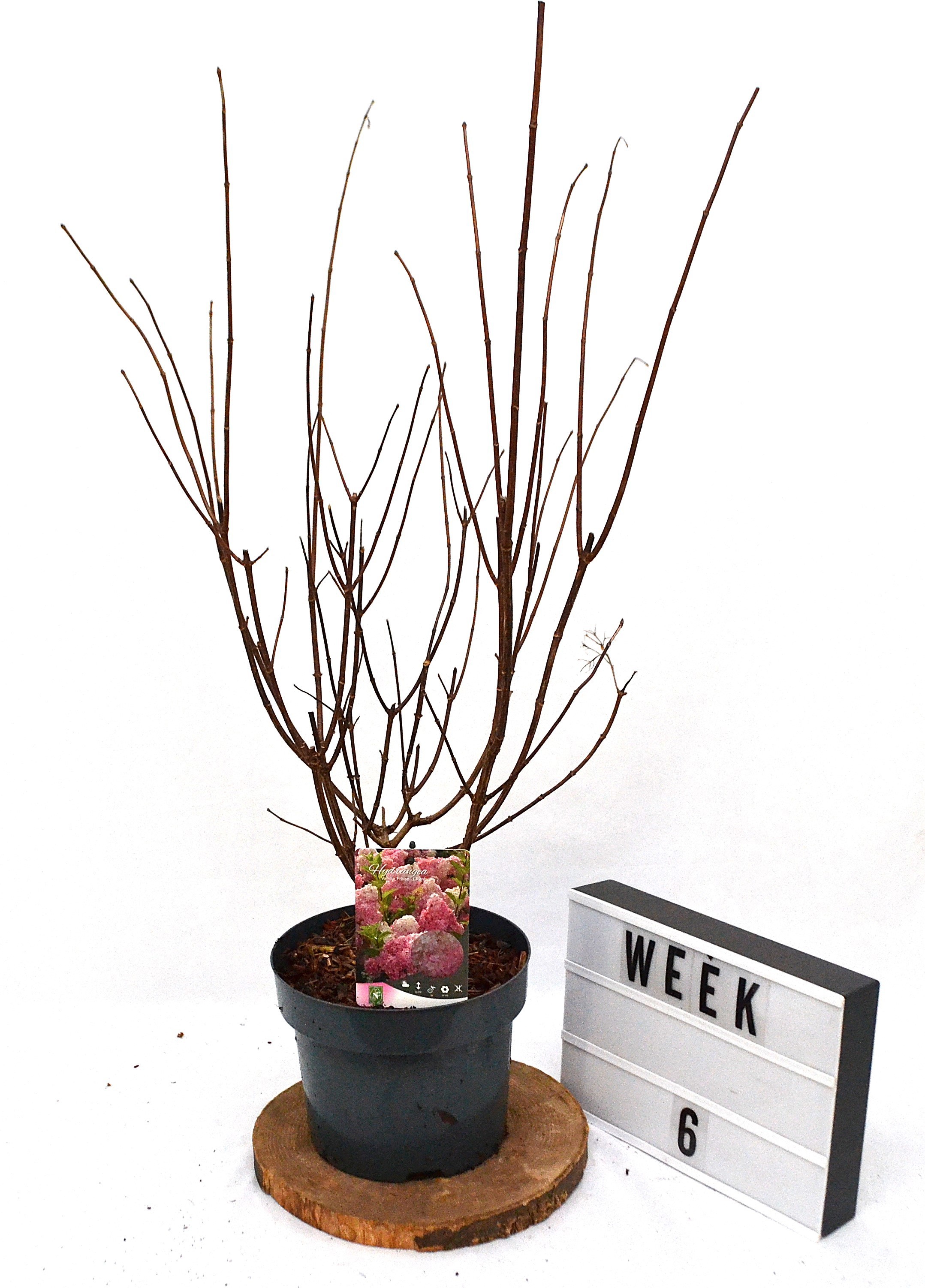 Hydrangea paniculata Vanille-Fraise C5, D 23