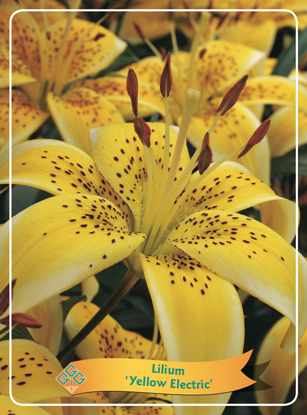 Lilium 'Yellow Electric' P11, D 11