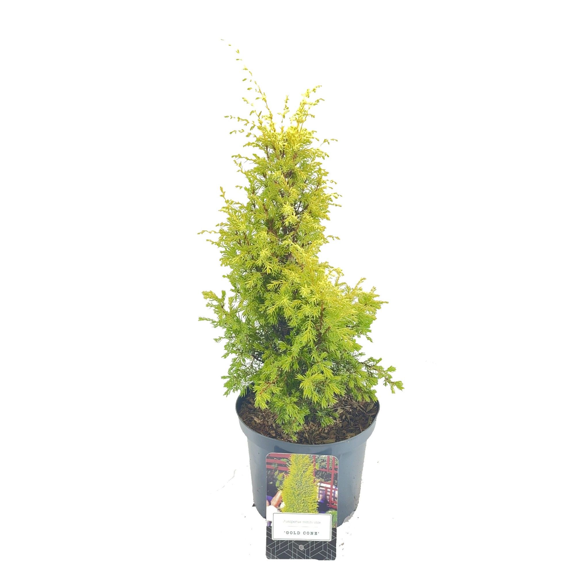 Juniperus communis 'Gold Cone', D 18