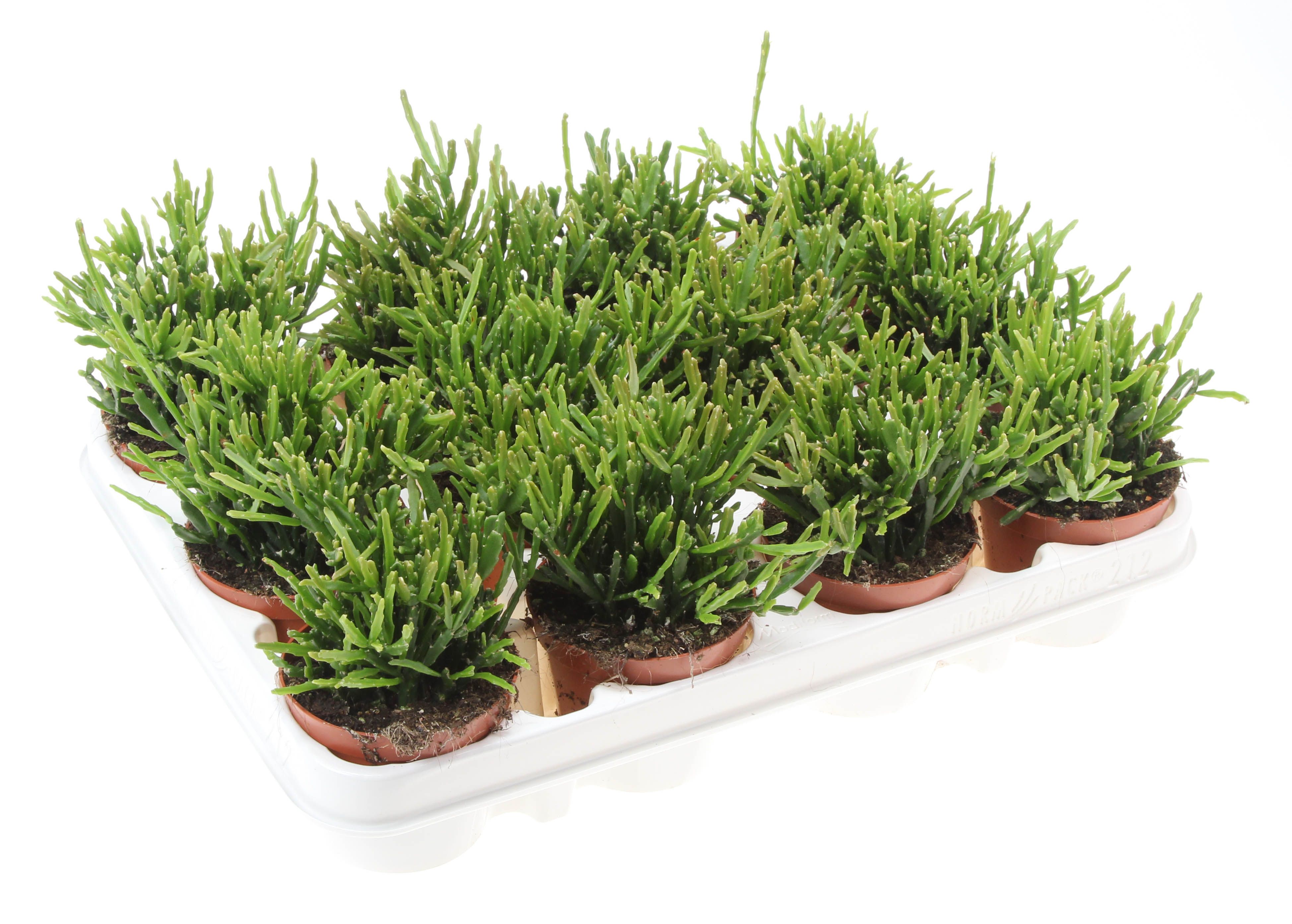 Rhipsalis ewaldiana, D 8,5