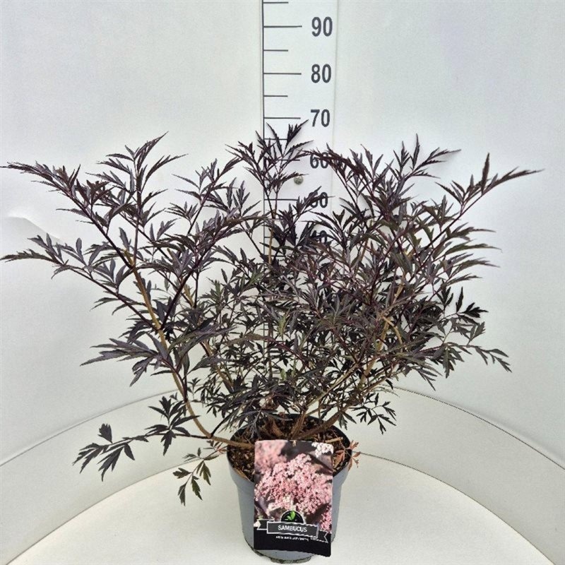 Sambucus nigra Black Lace, D 29