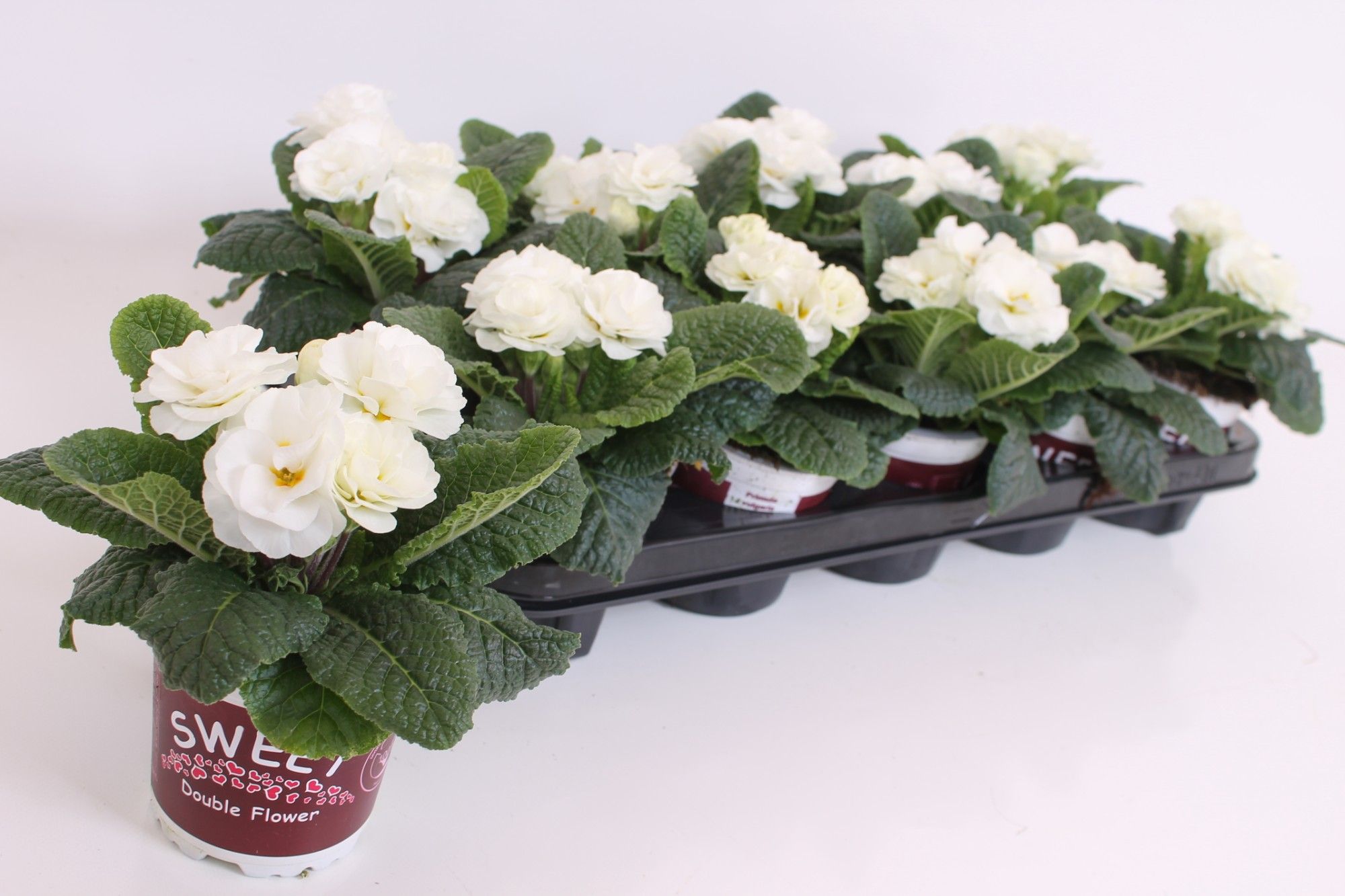 Primula Sweet Special - Rubens White, D 11