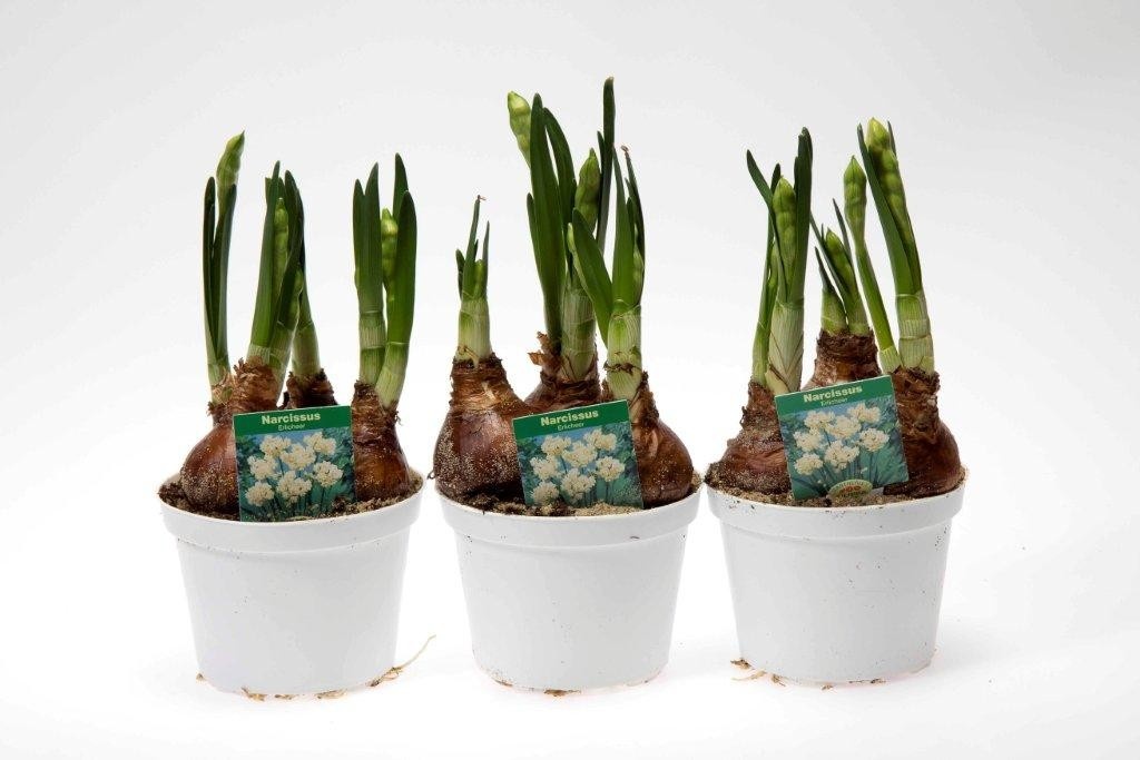 NARCISSUS TAZETTA 'ERLICHEER', D 11