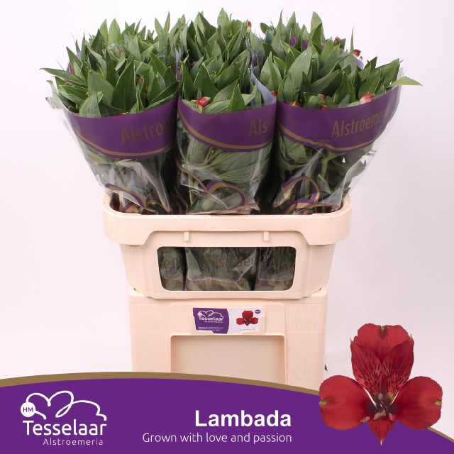 Альстромерия Ламбада, шт.