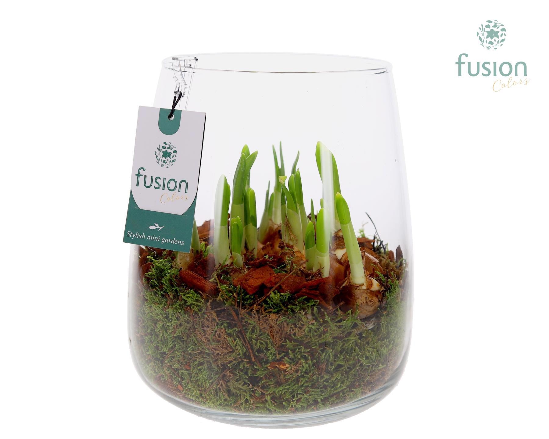 Glas Alzada groot met Narcissus, D 19