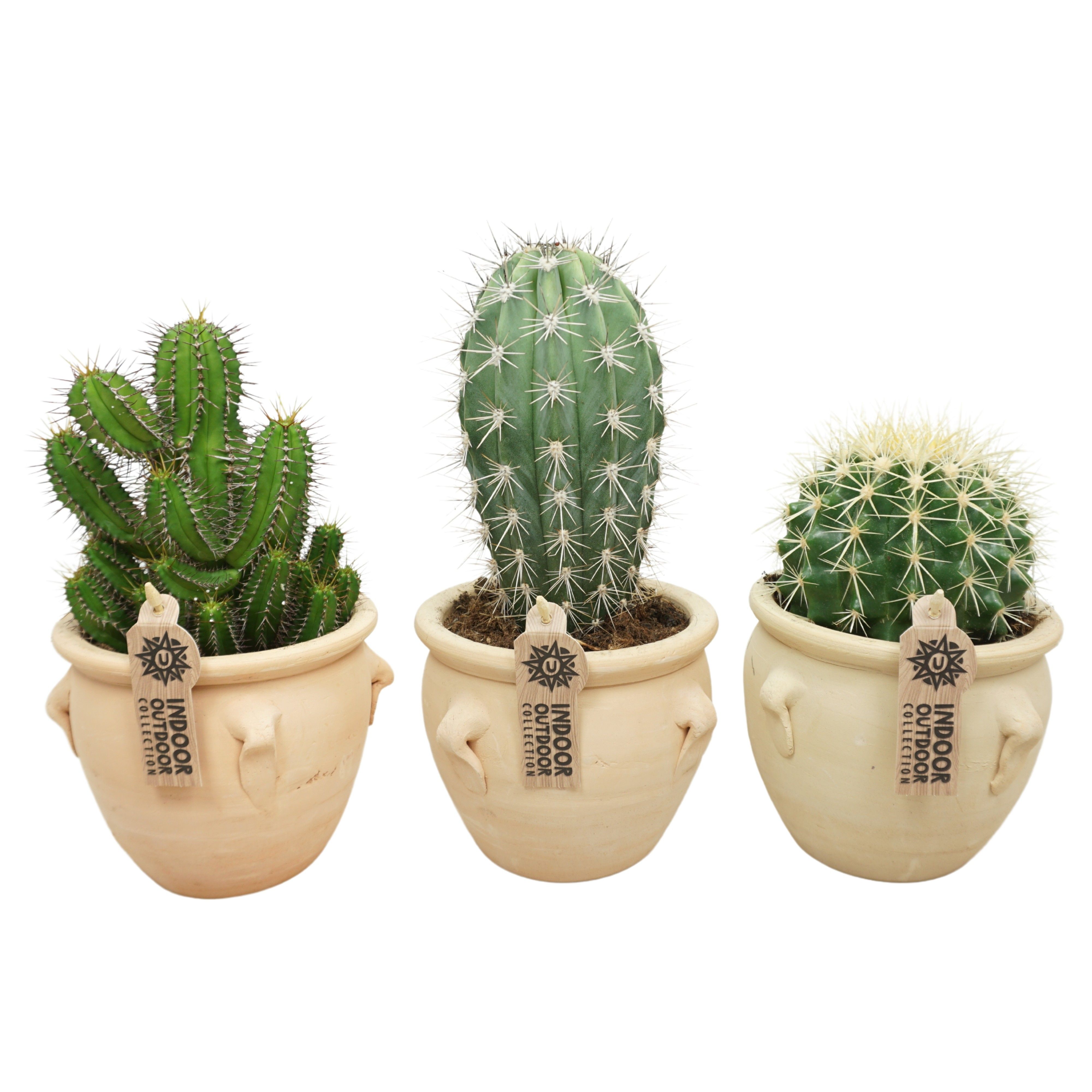 Cactus mix in 16 cm 'Kruik La Vica', D 13