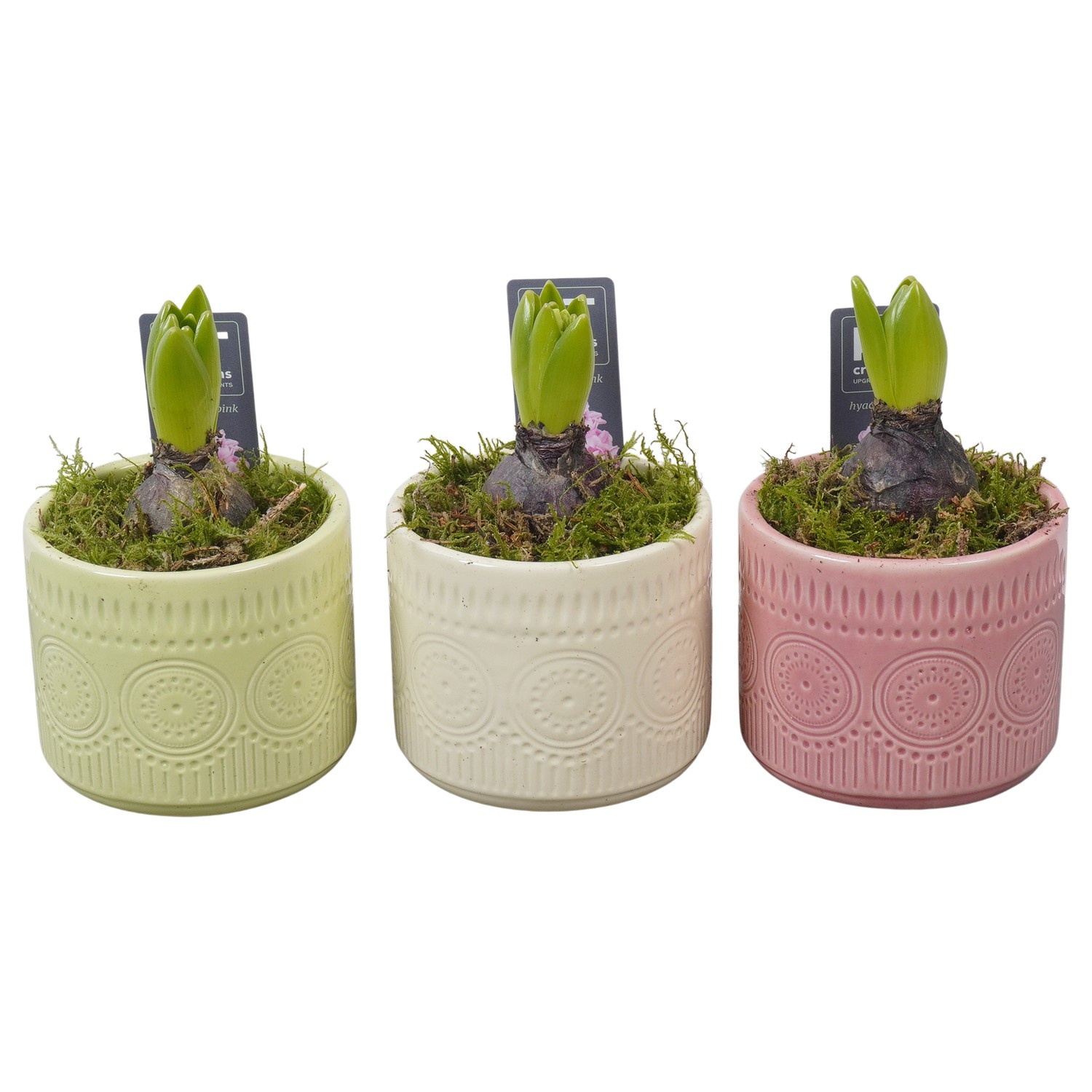 PTHC9190 Arrangement Hyacints in keramiek mix, D 10