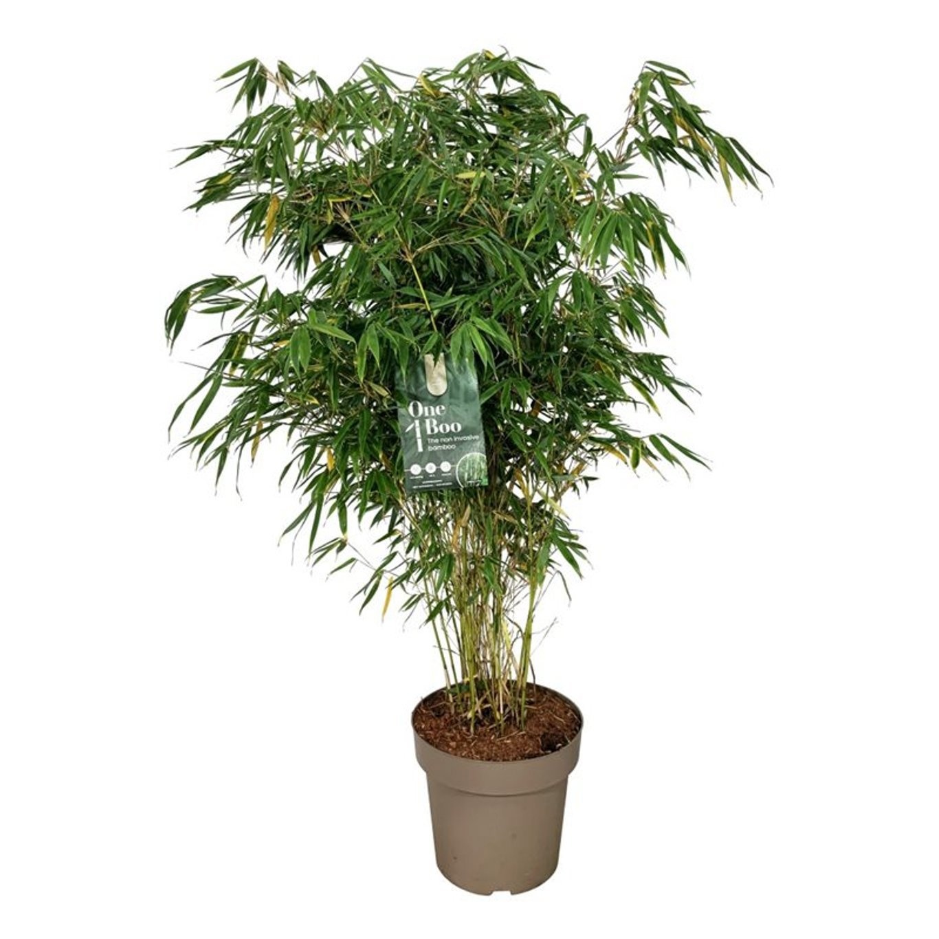 Fargesia robusta 'Pingwu', D 31